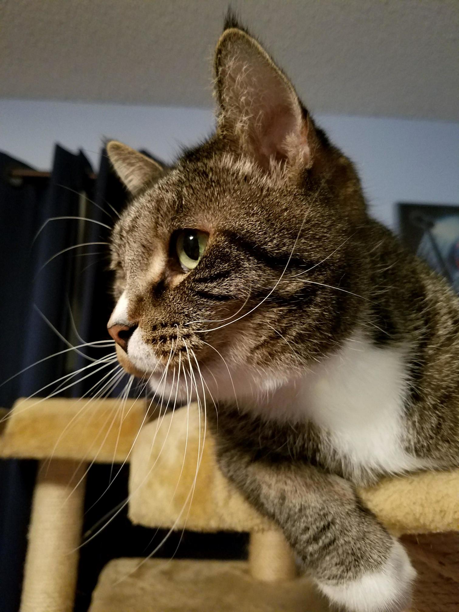 This Is Our Second Cat Nigel. He Likes Sleeping on My Things and Acts More Like a Dog Than Our Dog Does.