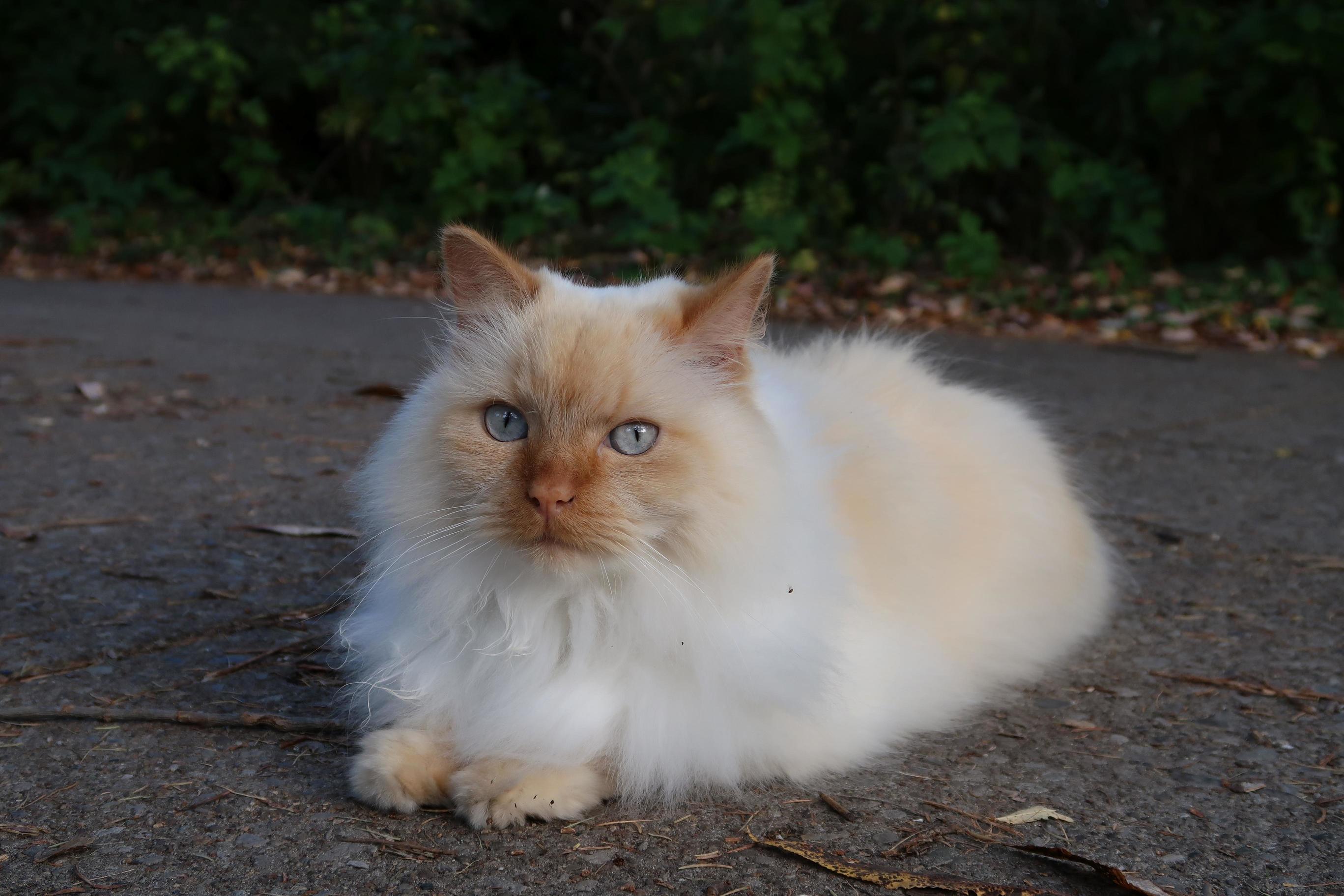 This Is Pasha. Pasha Lives on the Toronto Islands.