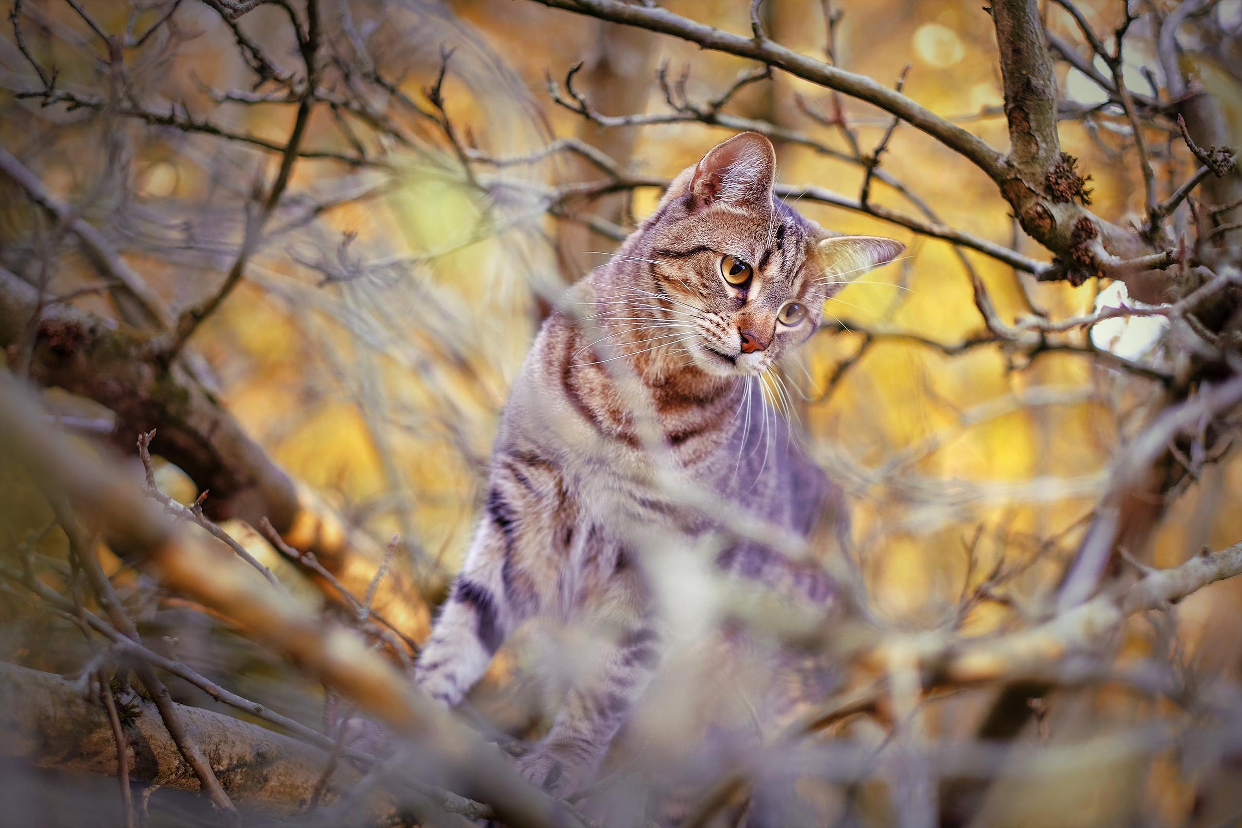 This Is Reggie. I Took a Snap of Him Whilst My Mum and Dad Coaxed Him Down from the Tree with Chicken Treats.