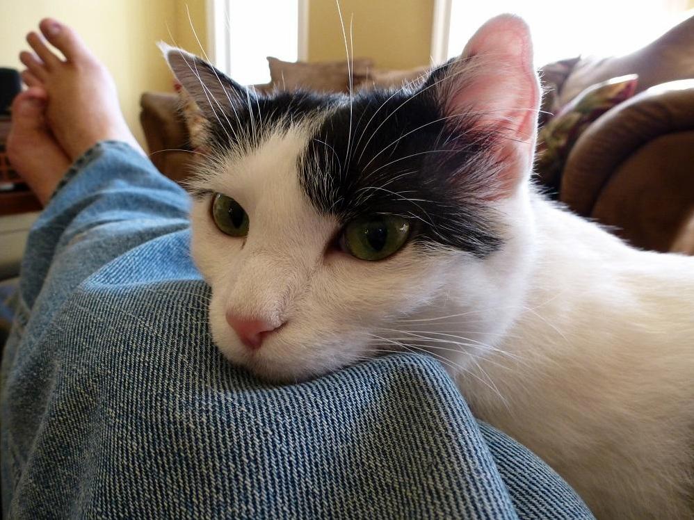 This Is Shira an Abused Feral Rescued from Afghanistan