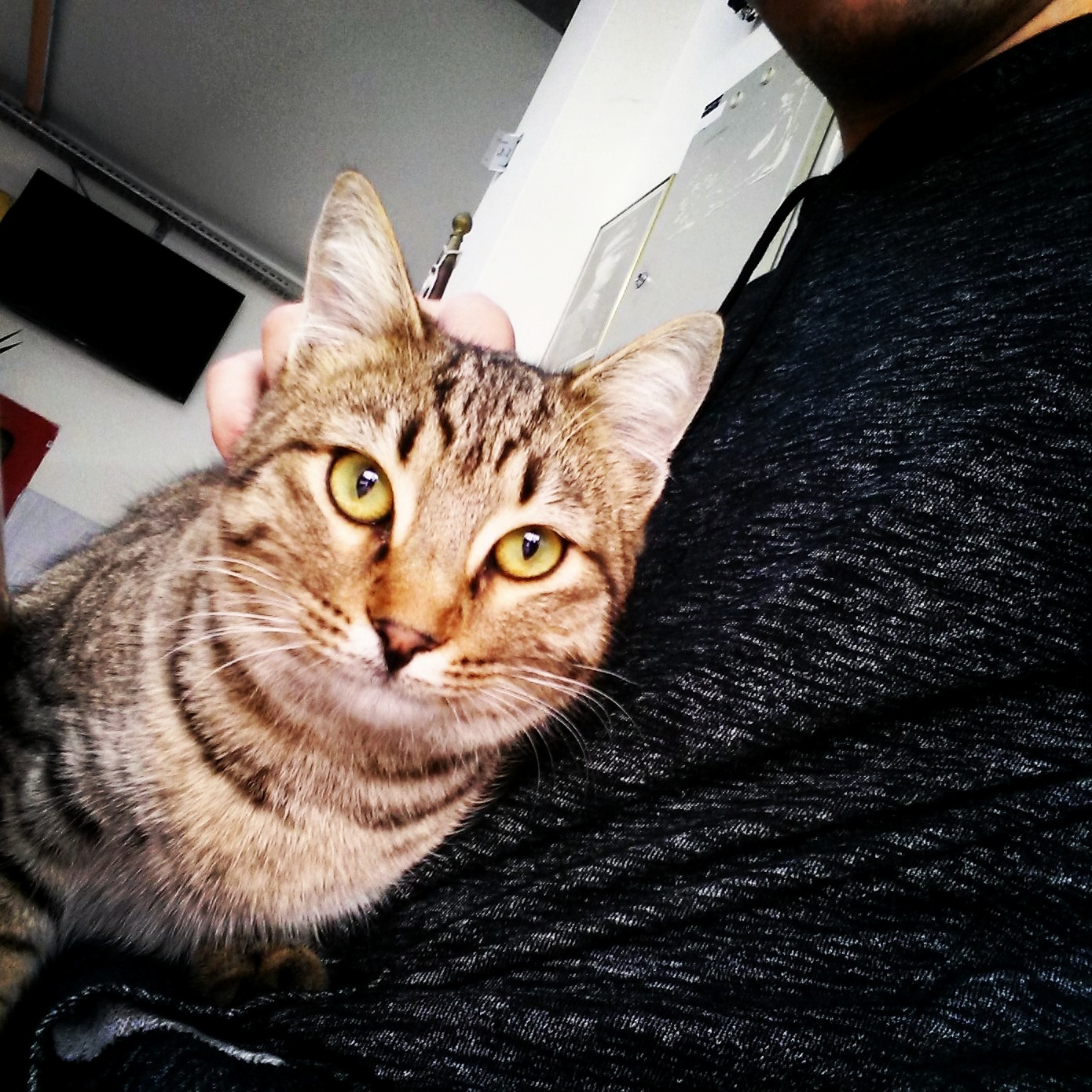 This Kitten Came Out of Nowhere While I Was Chilling