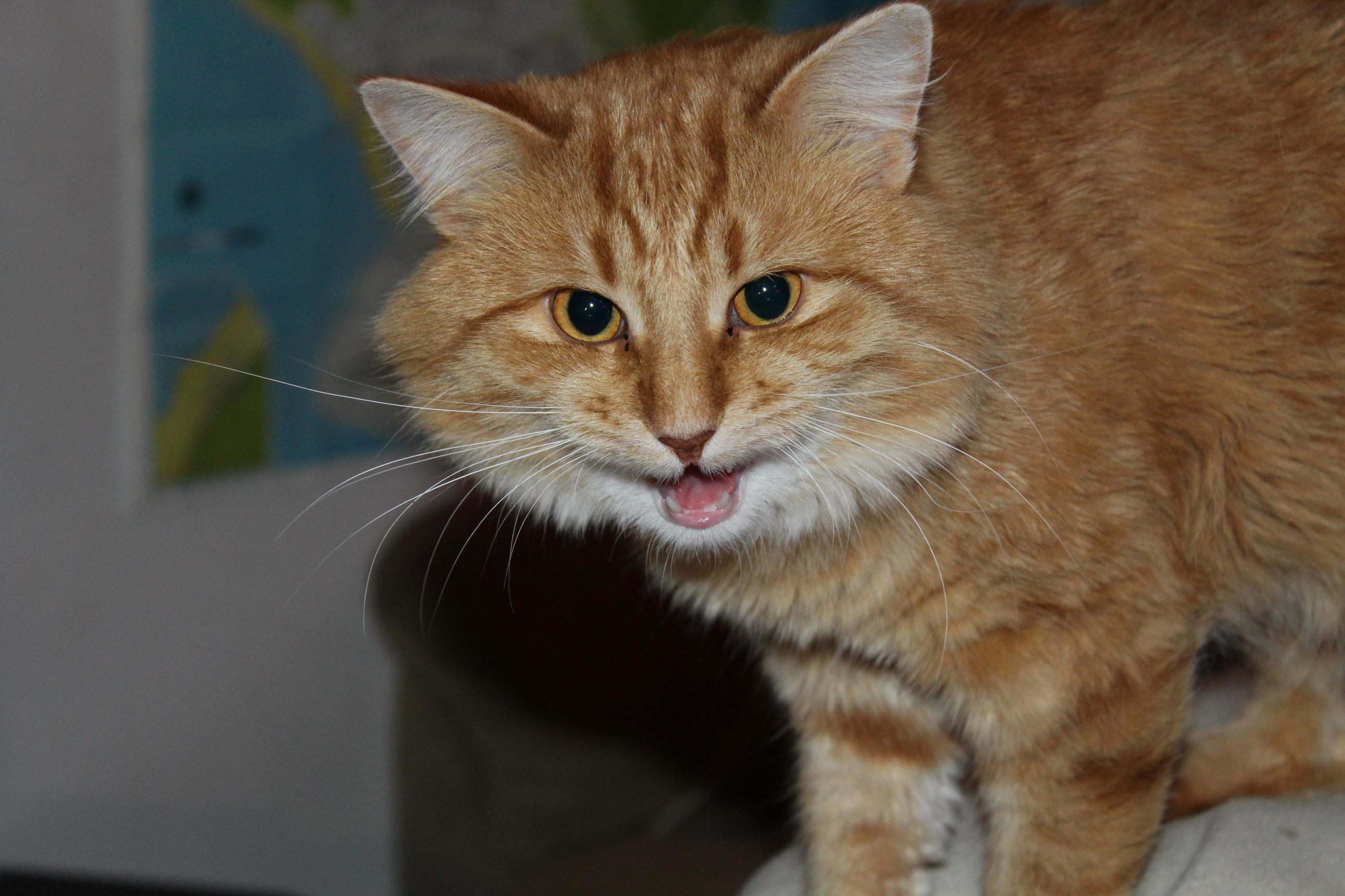 This Little Man Is Lewis Its His Big Day I Adopted Him As a Kitten a Year Ago Today