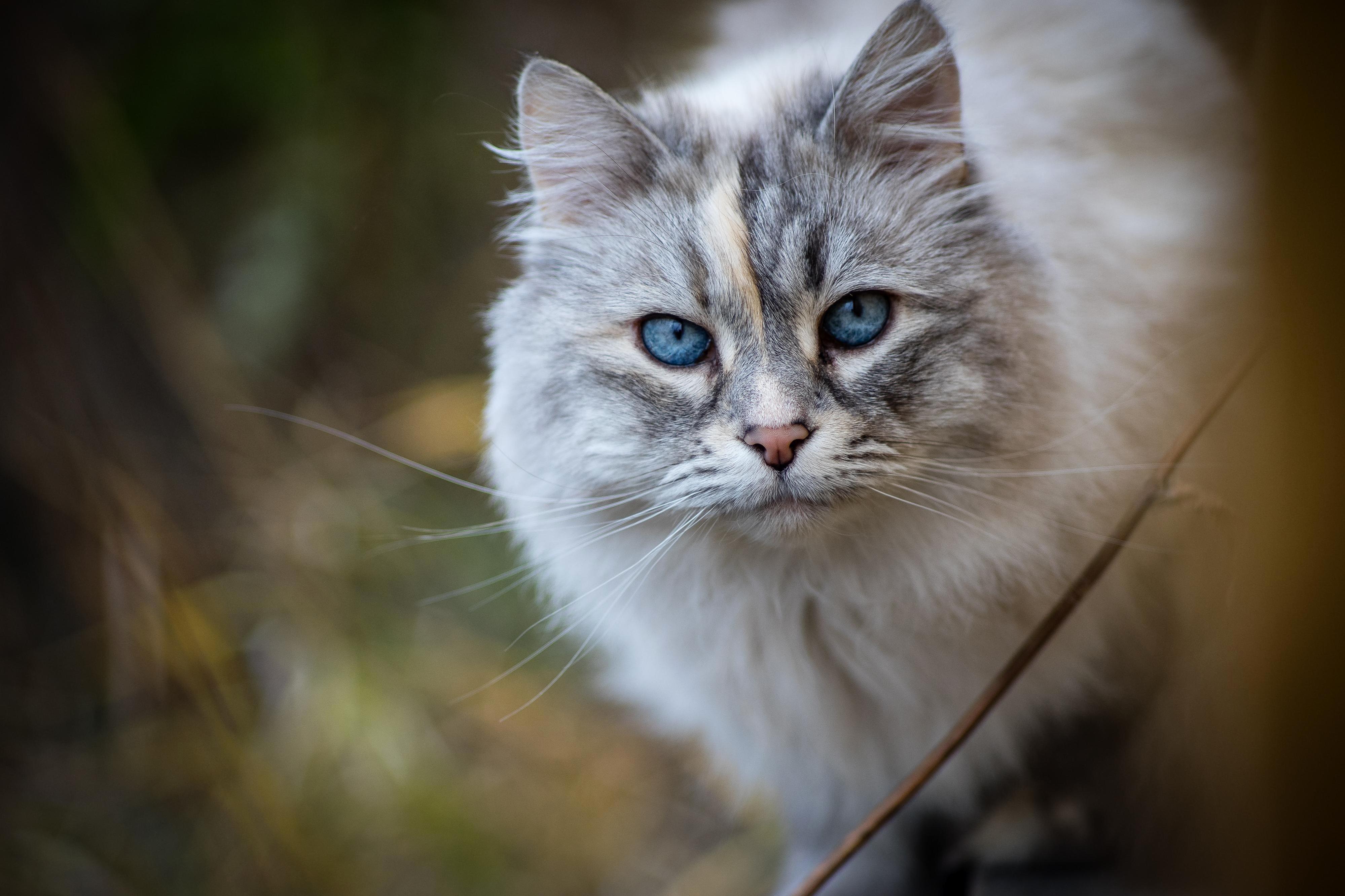 This Little Stranger Kept Me Company at My Last Property Shoot Anyone Know the Breed