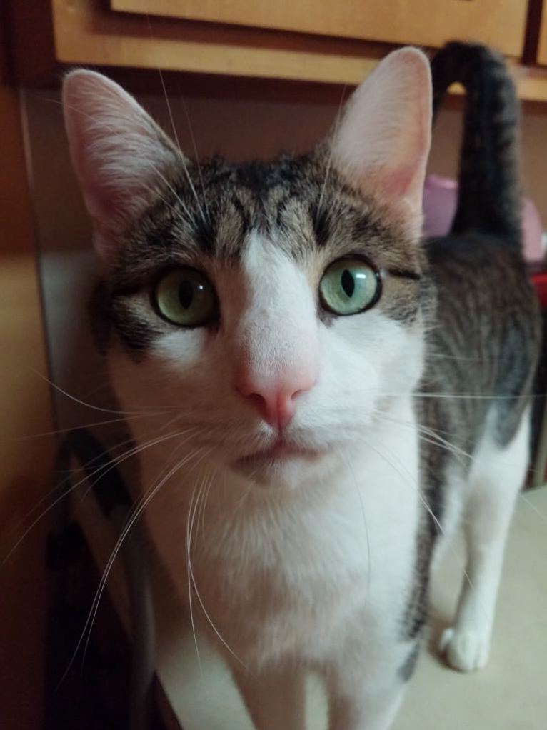 This Nose Gets Many Boops