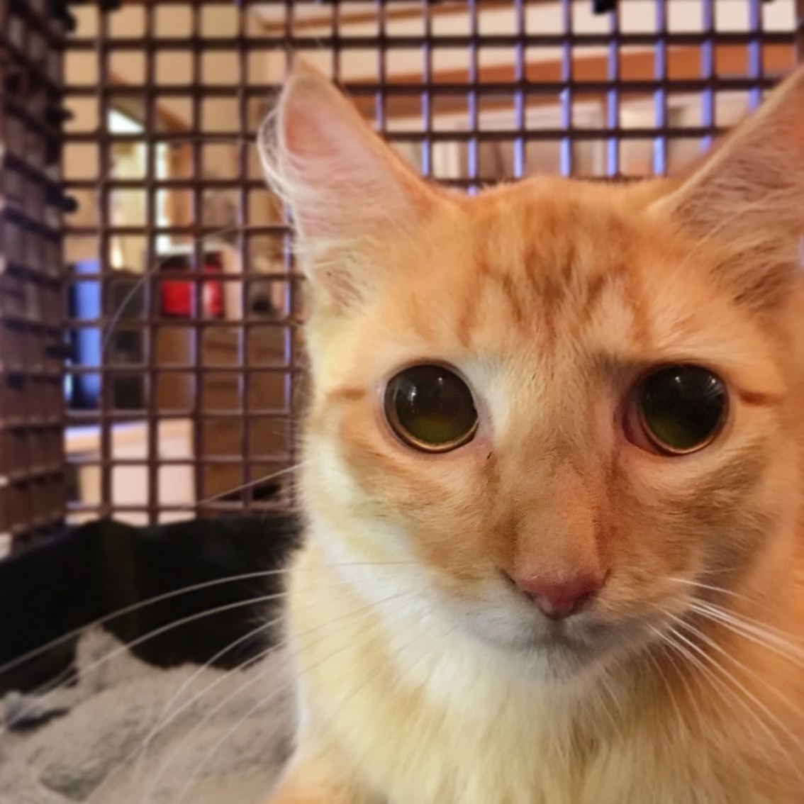This Rescue Cat Isnt So Sure He Trusts Us Two-legged Folk Yet.