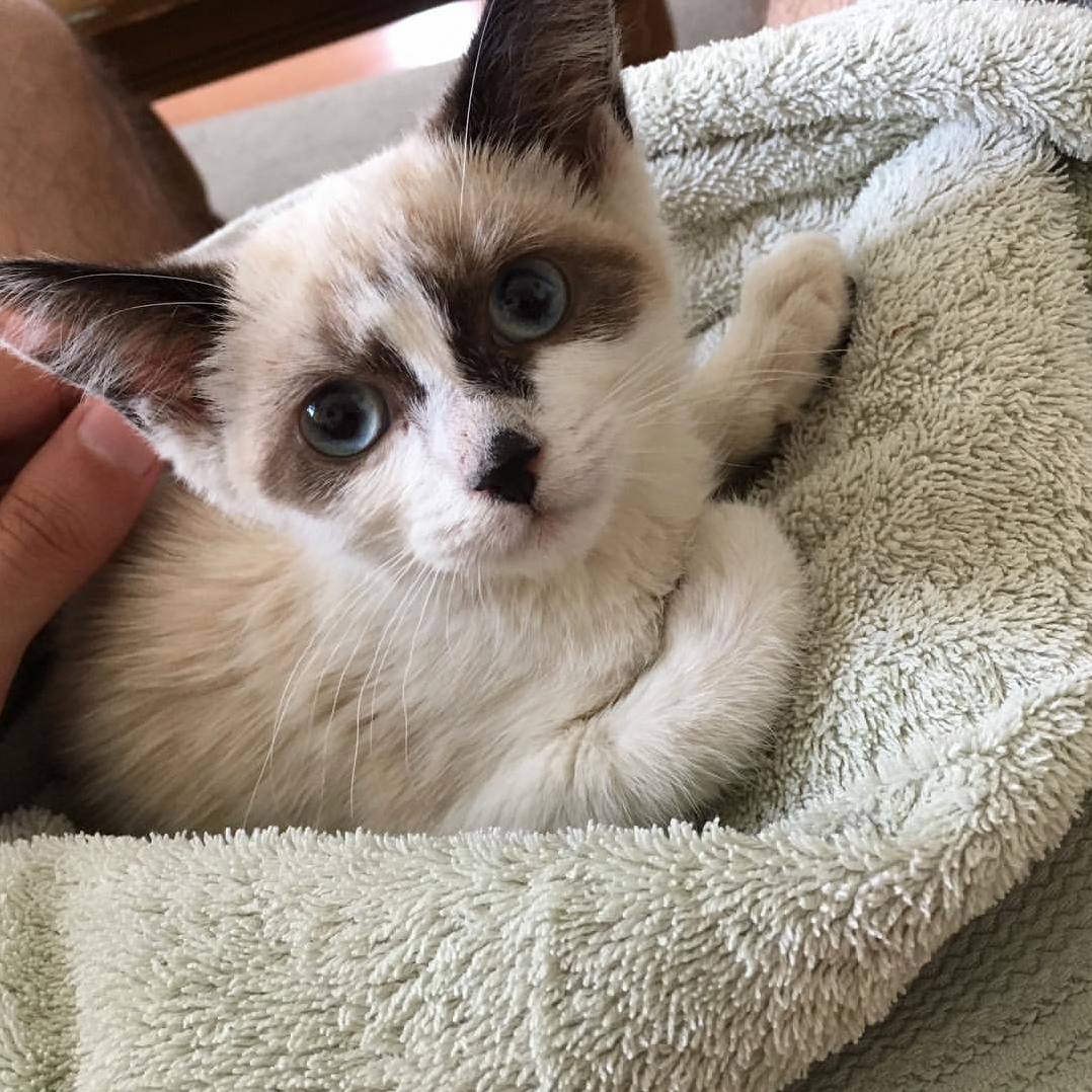 This Stray Cat I Found Looks Like a Combination Between a Raccoon and a Cat. What Should I Name Him
