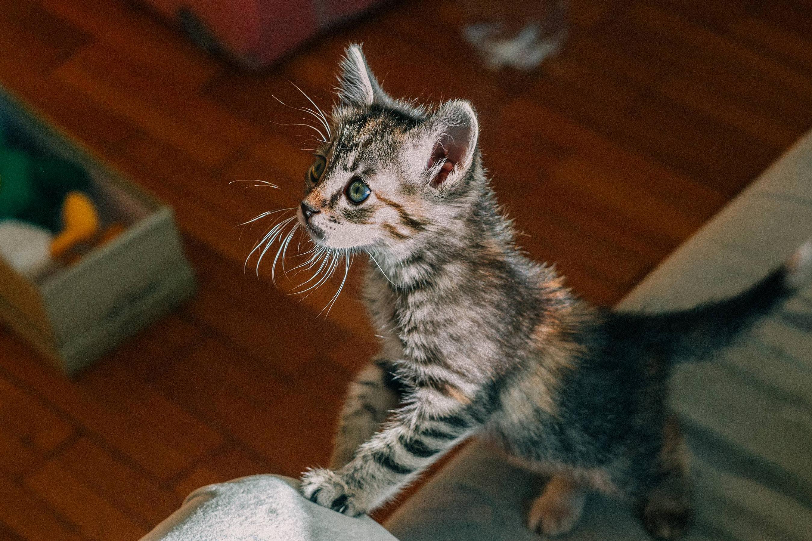 This Was the First Shot I Took with My New Rescued Lens