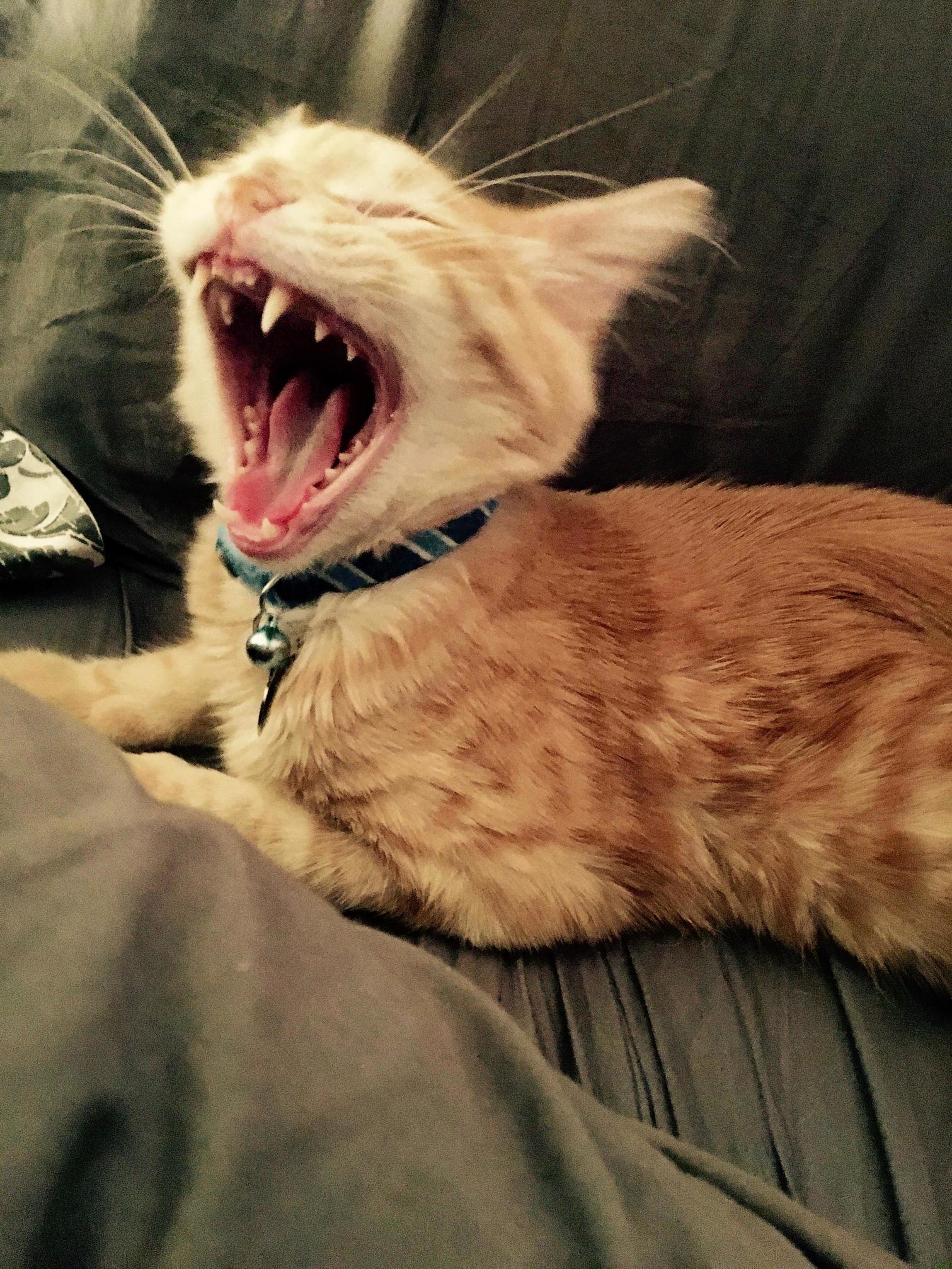 Thomas Thinks Hes a Little Lion