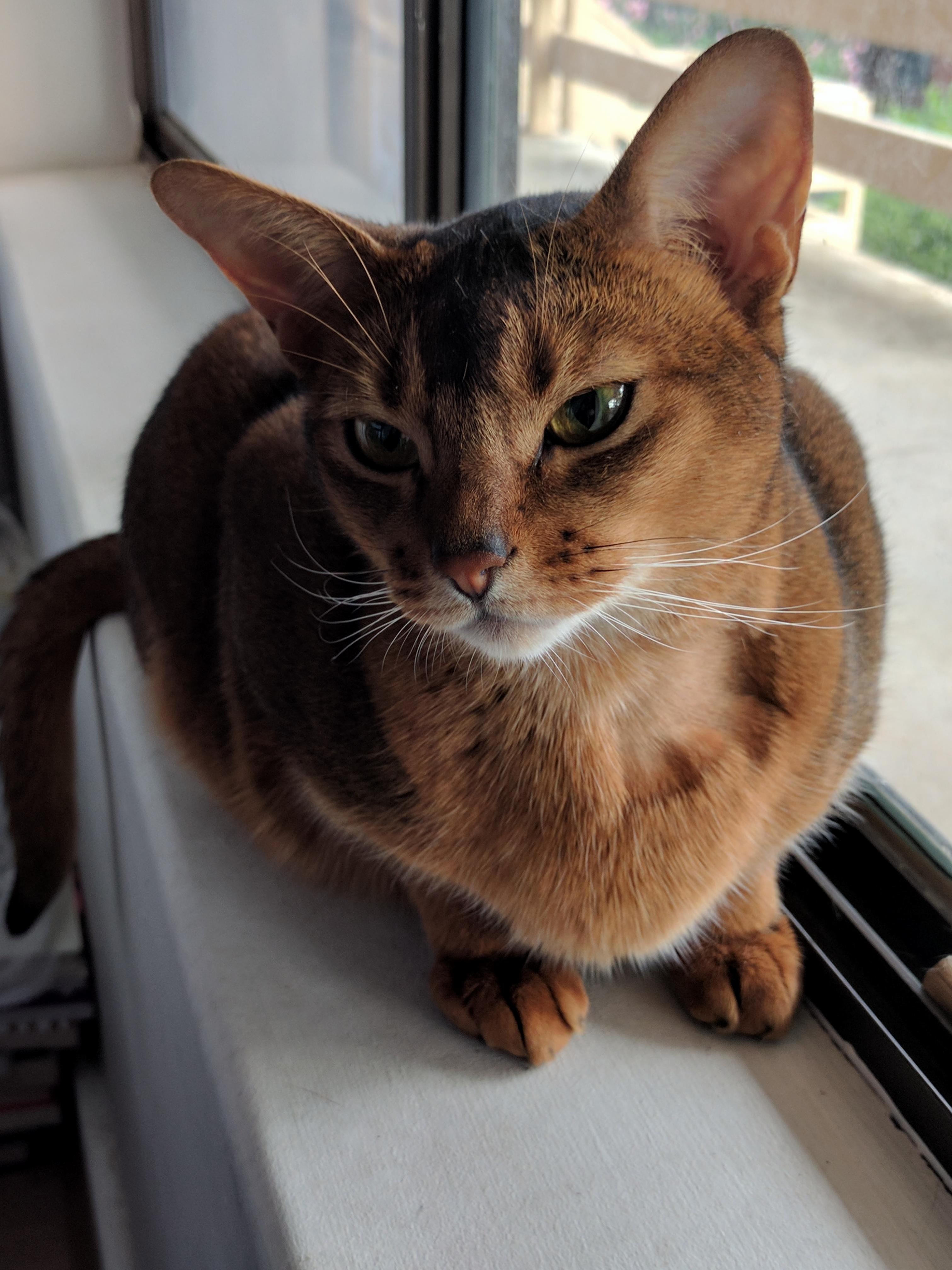 Those Ears Those Eyes..... Beautiful