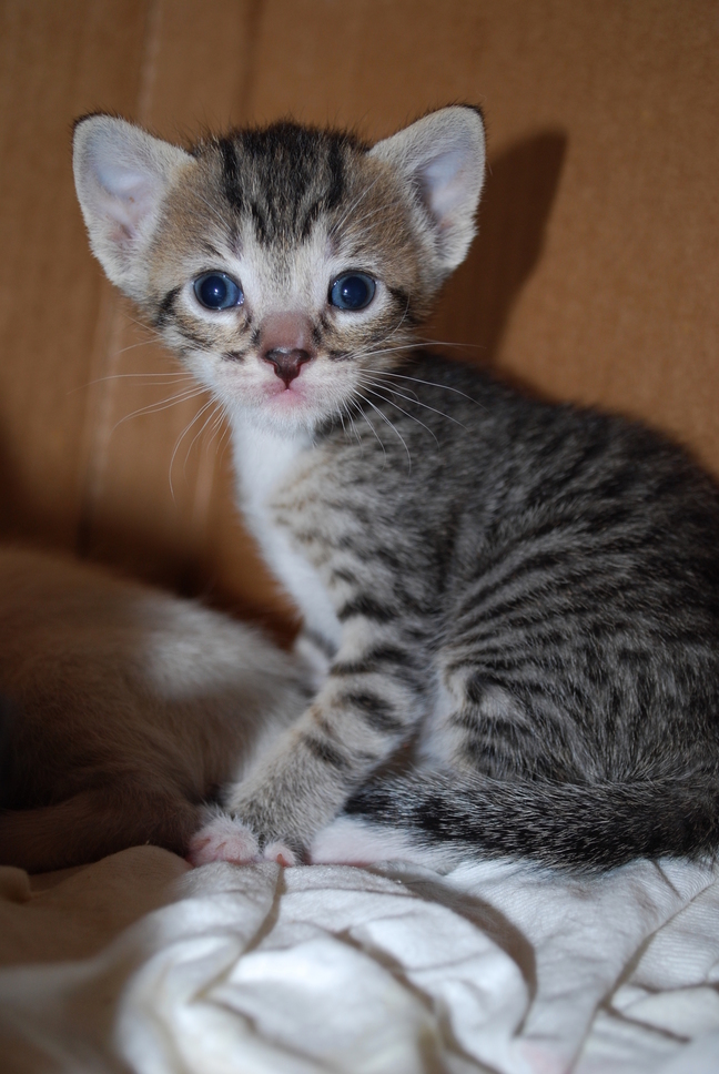 Those Ears