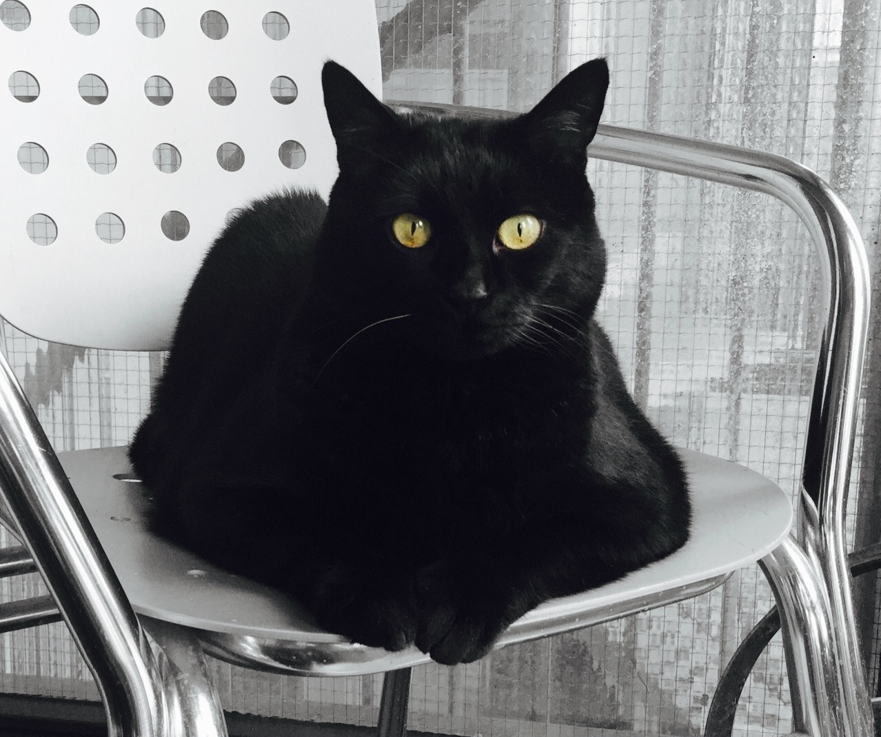 Thoughts About World Domination. or Food.