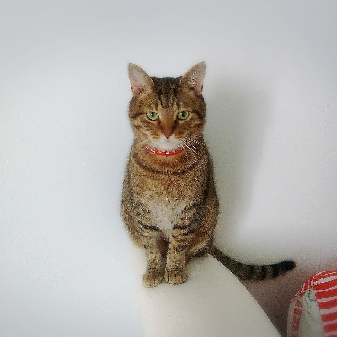 Tig the Cat aka the Cat Bastet Disapproves When I Shower. She Was Deeply Offended ID Wasted Her Minutes of Affection Grooming and Licking. Sorry Tig but Your Breath Smells Like Salmon.