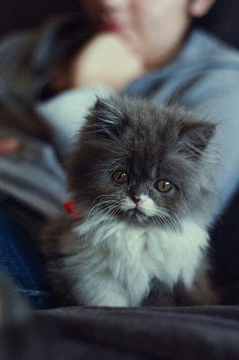 Tiny Kitten I Found on the Internet