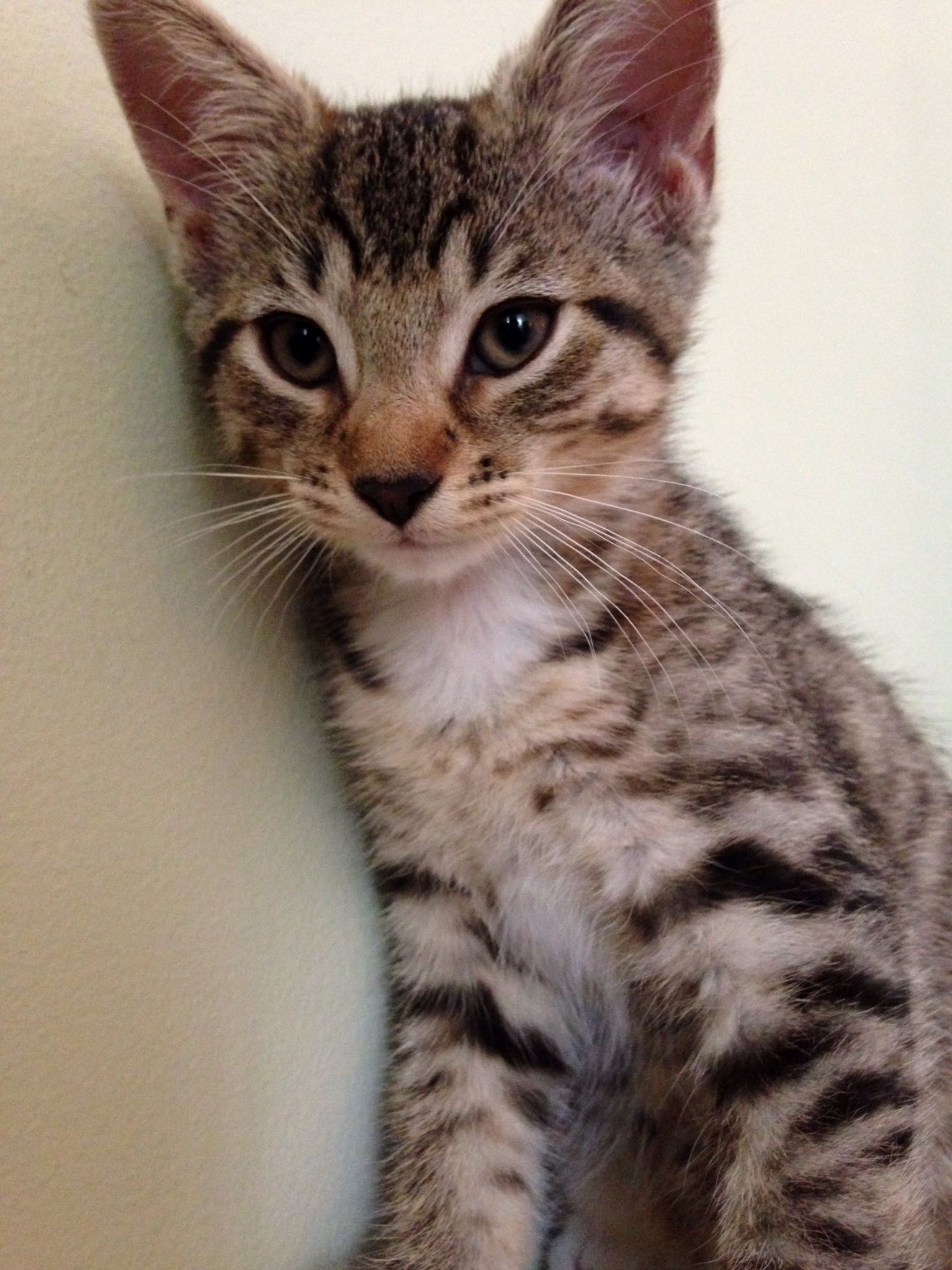 Took Advantage of Kitten Season and Bought a New Friend for My 4 Year Old Cat.