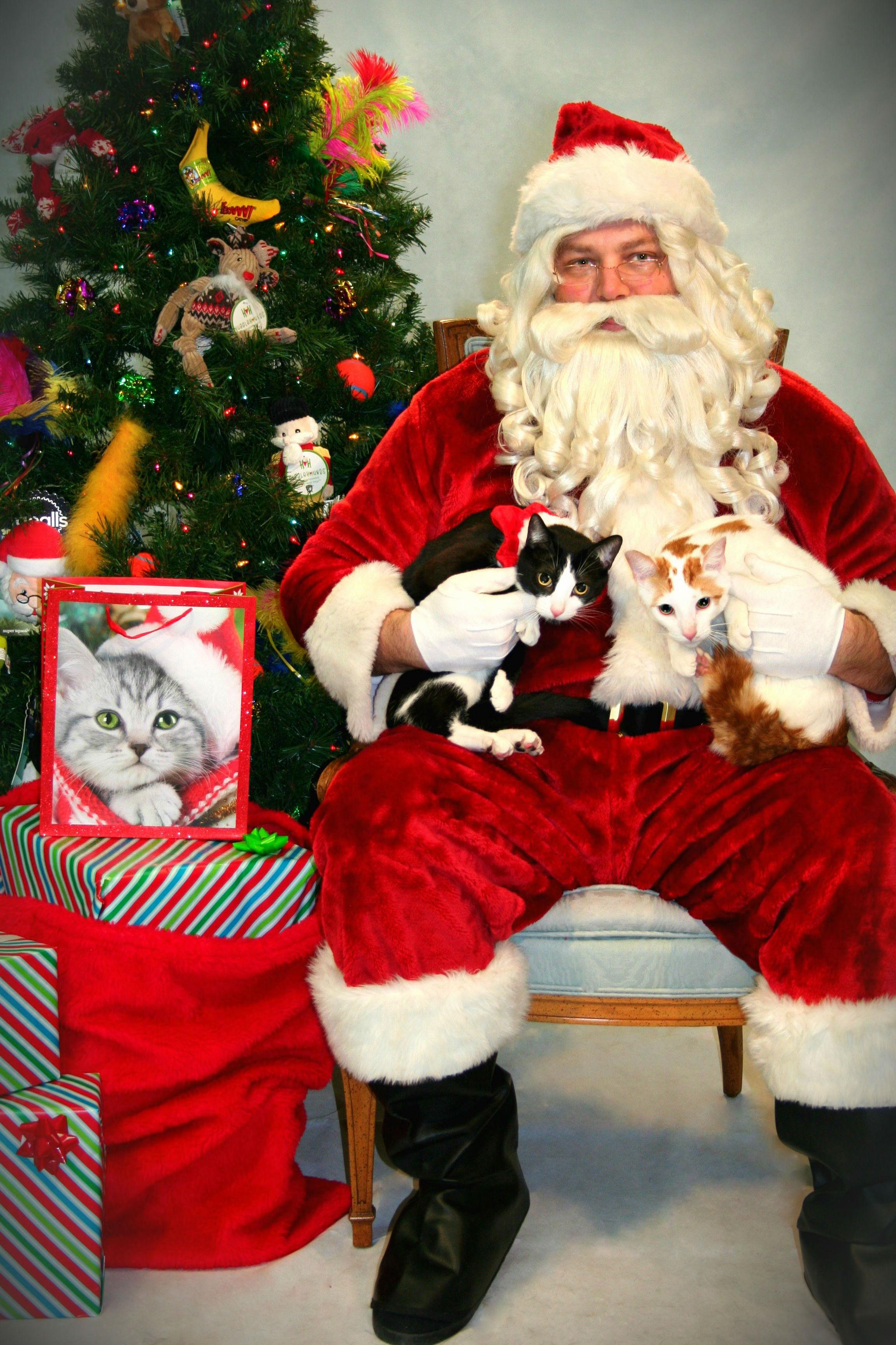 Took My Two Cats to Meet Santa. Everyone Was Thrilled.
