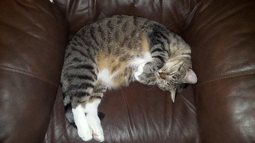 Touch the Belly at Your Own Risk.