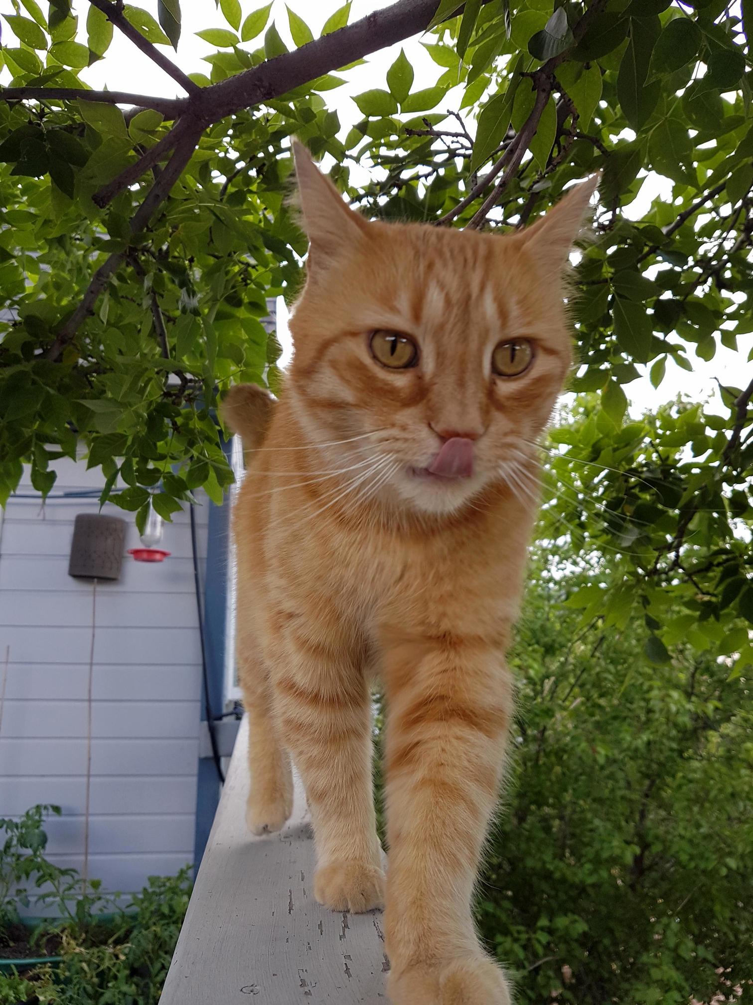 Tried for a Nice Majestic Picture of Kiff but He Had to Go and Ruin It...