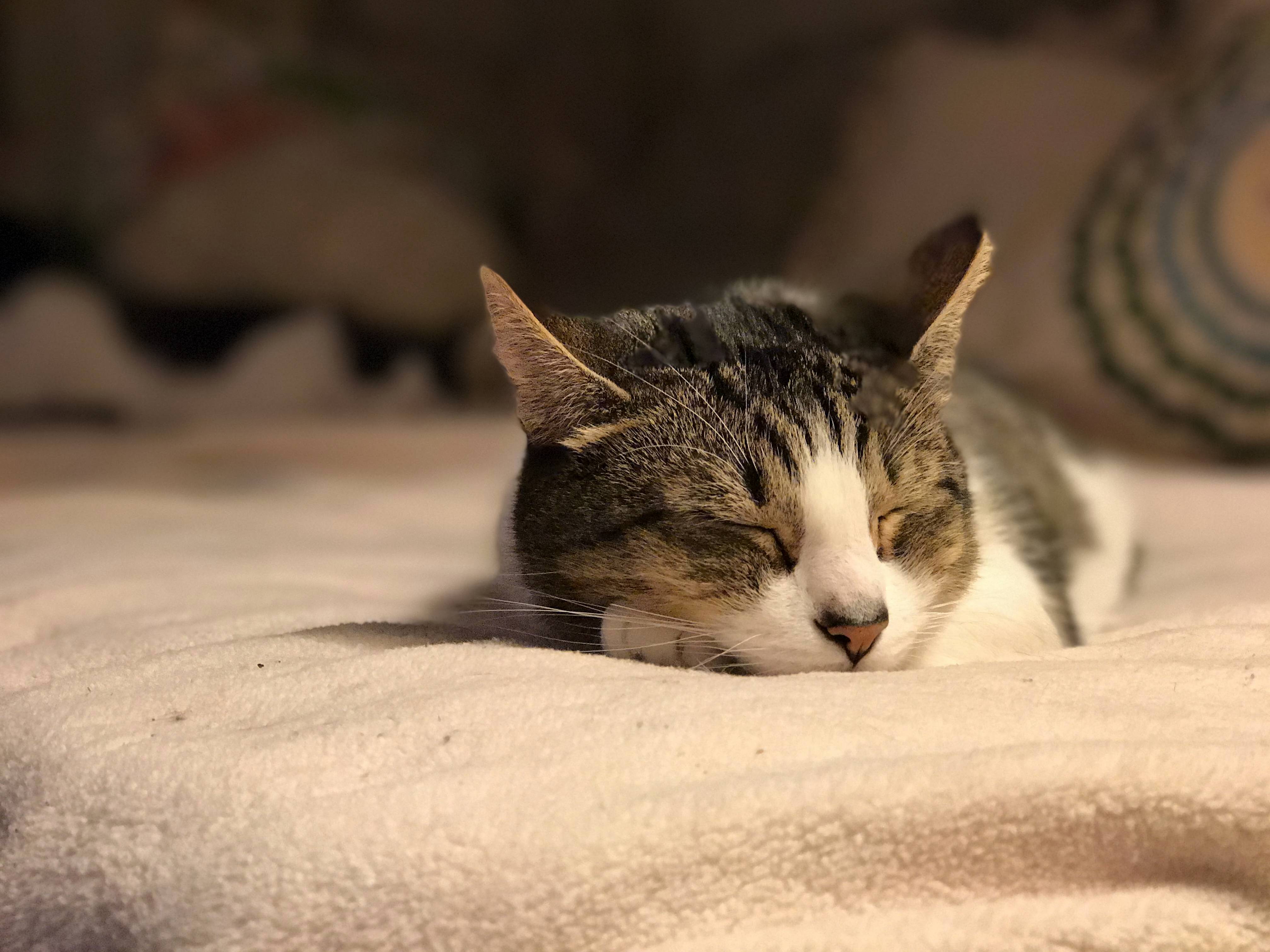 Trying Out the Portrait Effect on Iphone 7 on Jameson