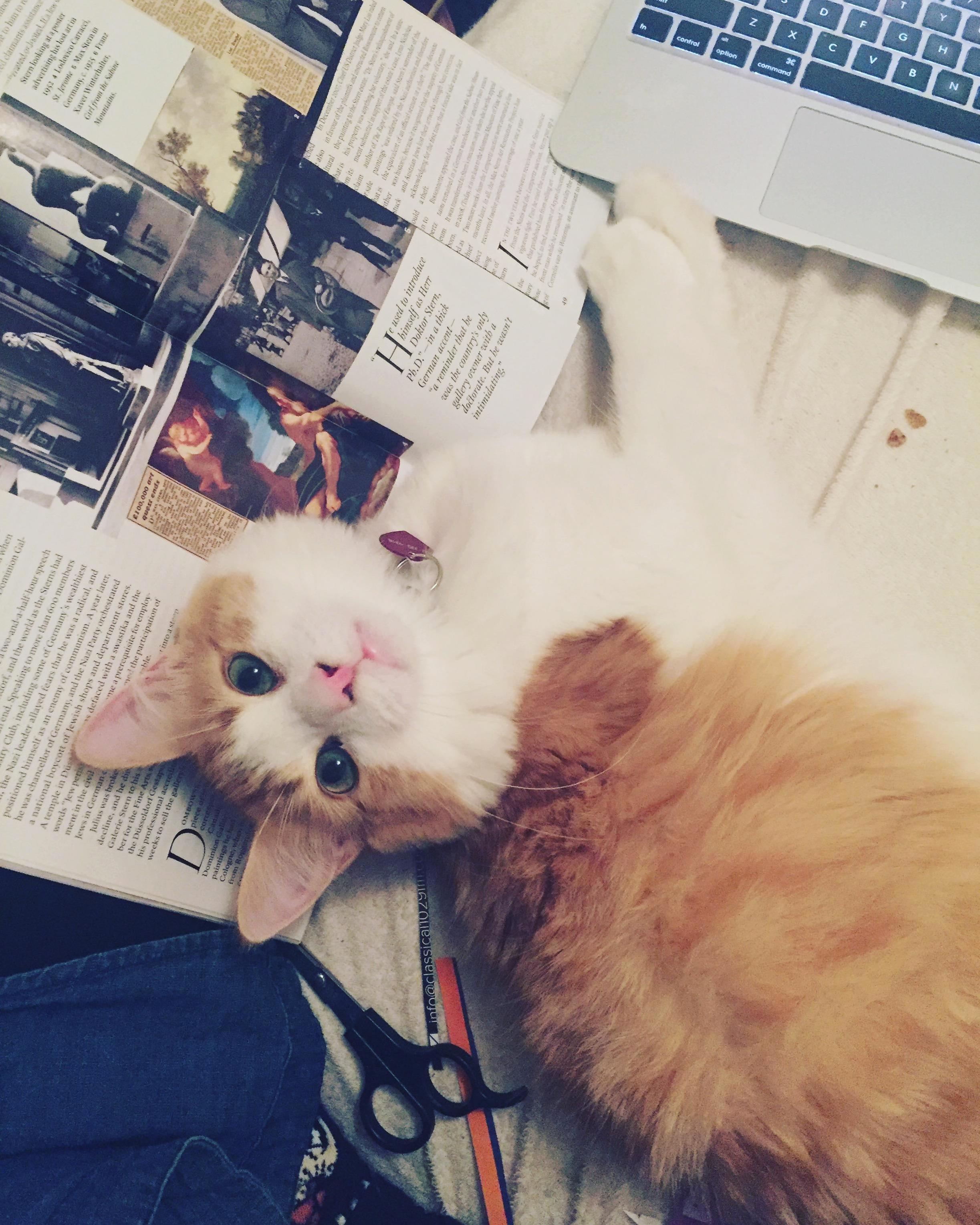 Trying to Cut Up Magazines for a Collage. Gulliver Decided Hed Rather Get Attention.