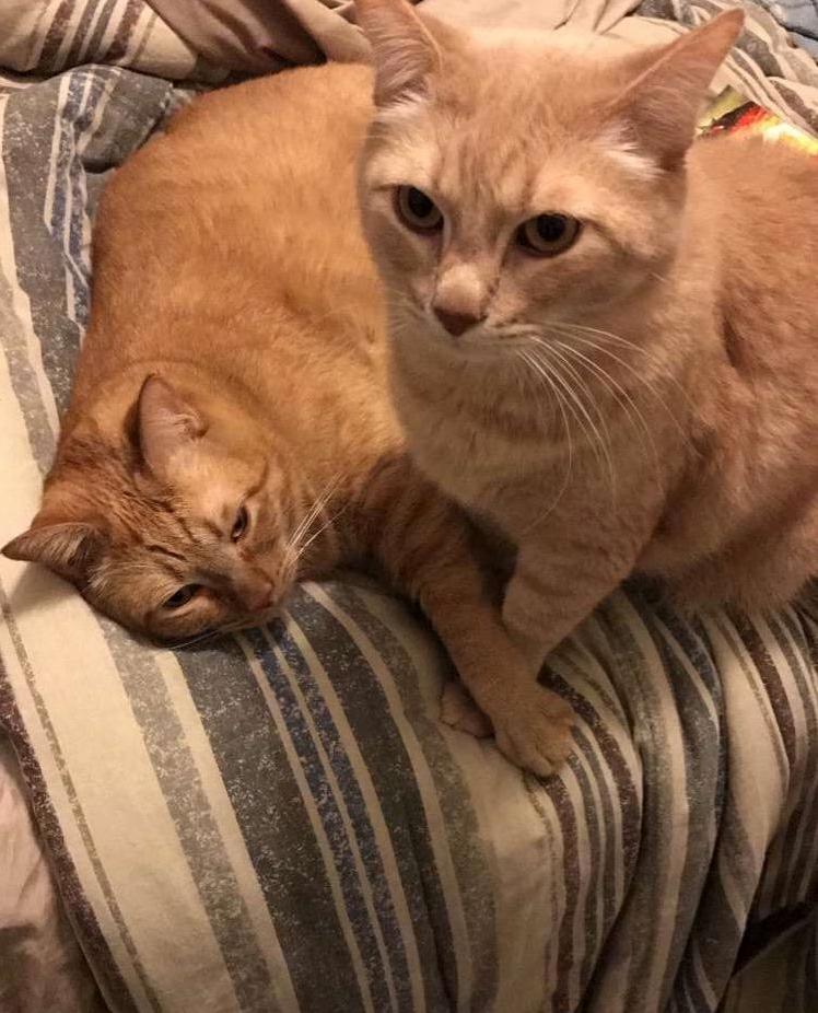 Two Brothers Holding Hands