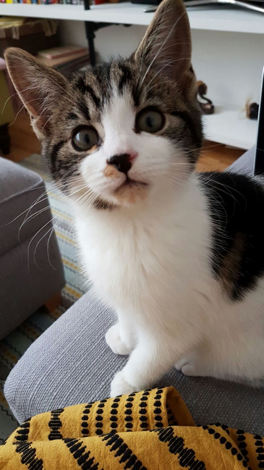 U Wot M8