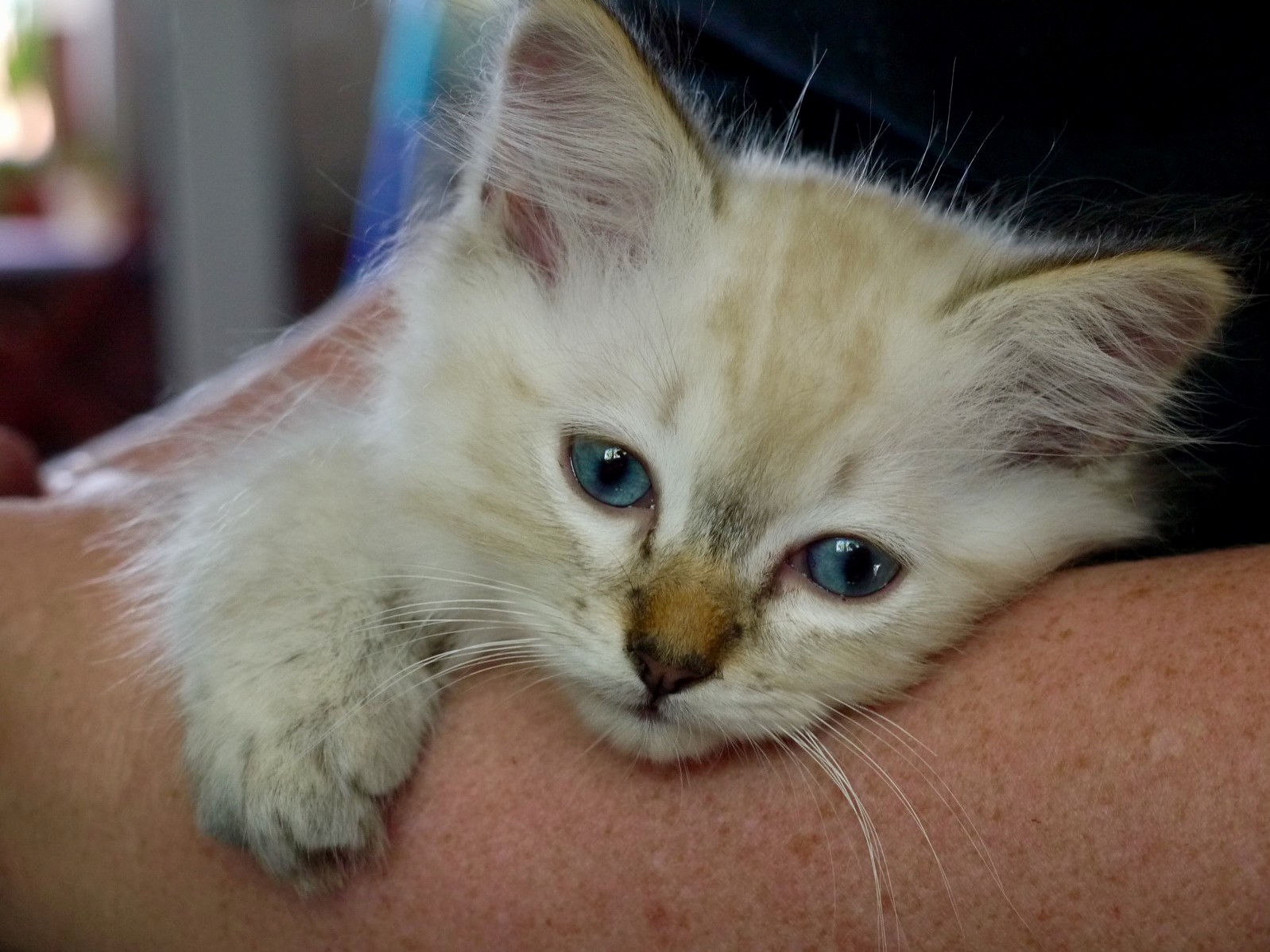 Update the Kitten Is Home Siberian Forest Cat Neva Masquerade - More Photos in Comments