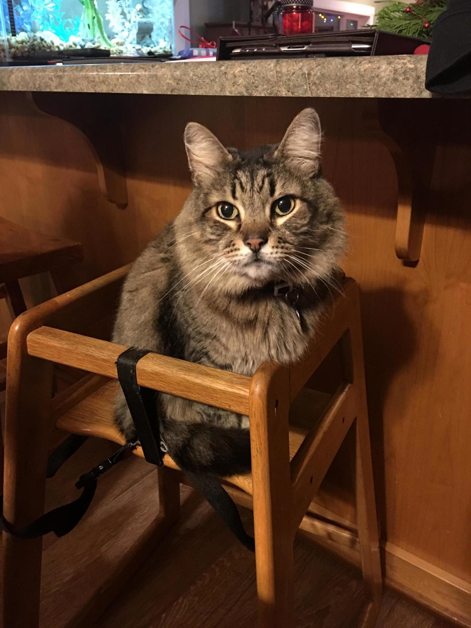 Usually Very Shy but Super Fluffy This Is Tiger Guys