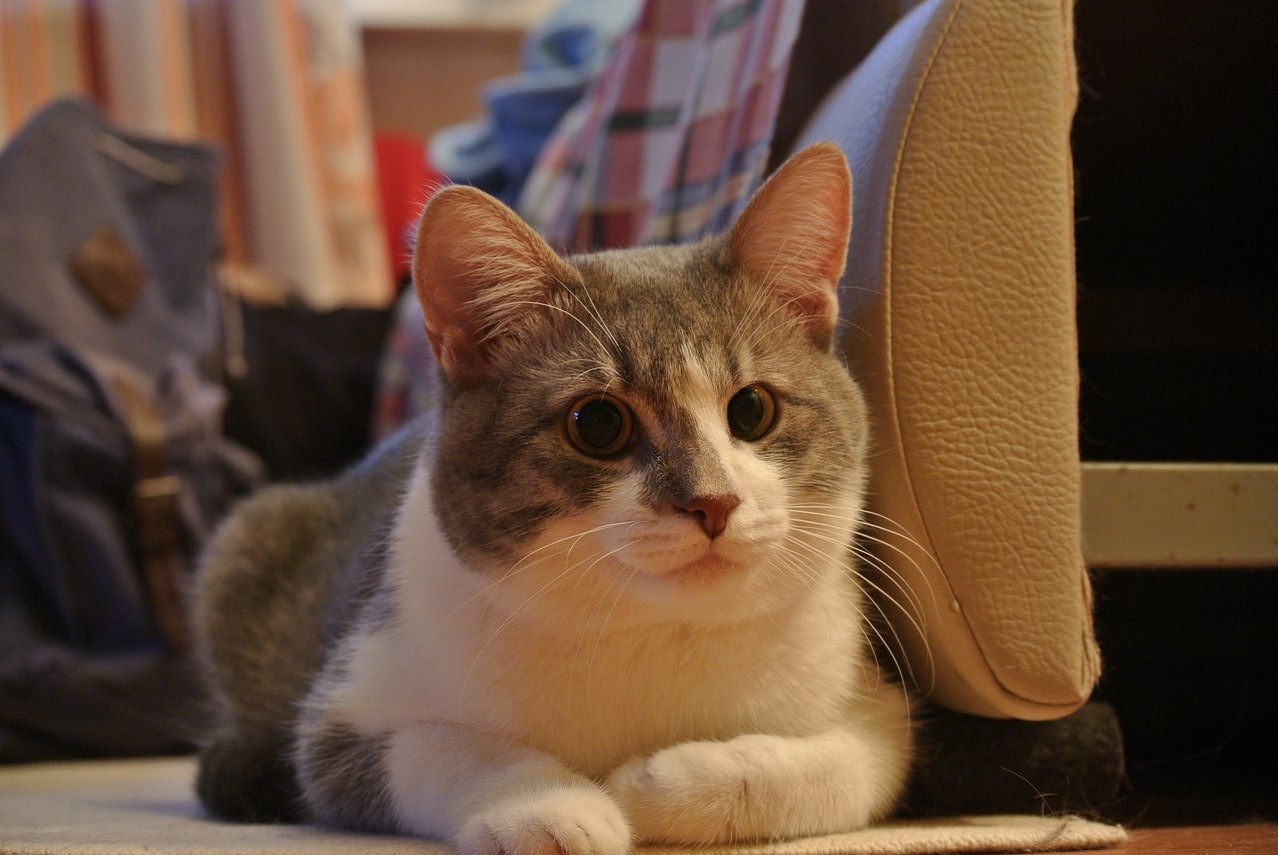 Verasen the Counterclockwise Cat. He Suffered a Head Trauma As a Kitten and Has No Idea of Right He Used to Spin Left and Couldnt Walk Straight Line. but Hes Okay Now