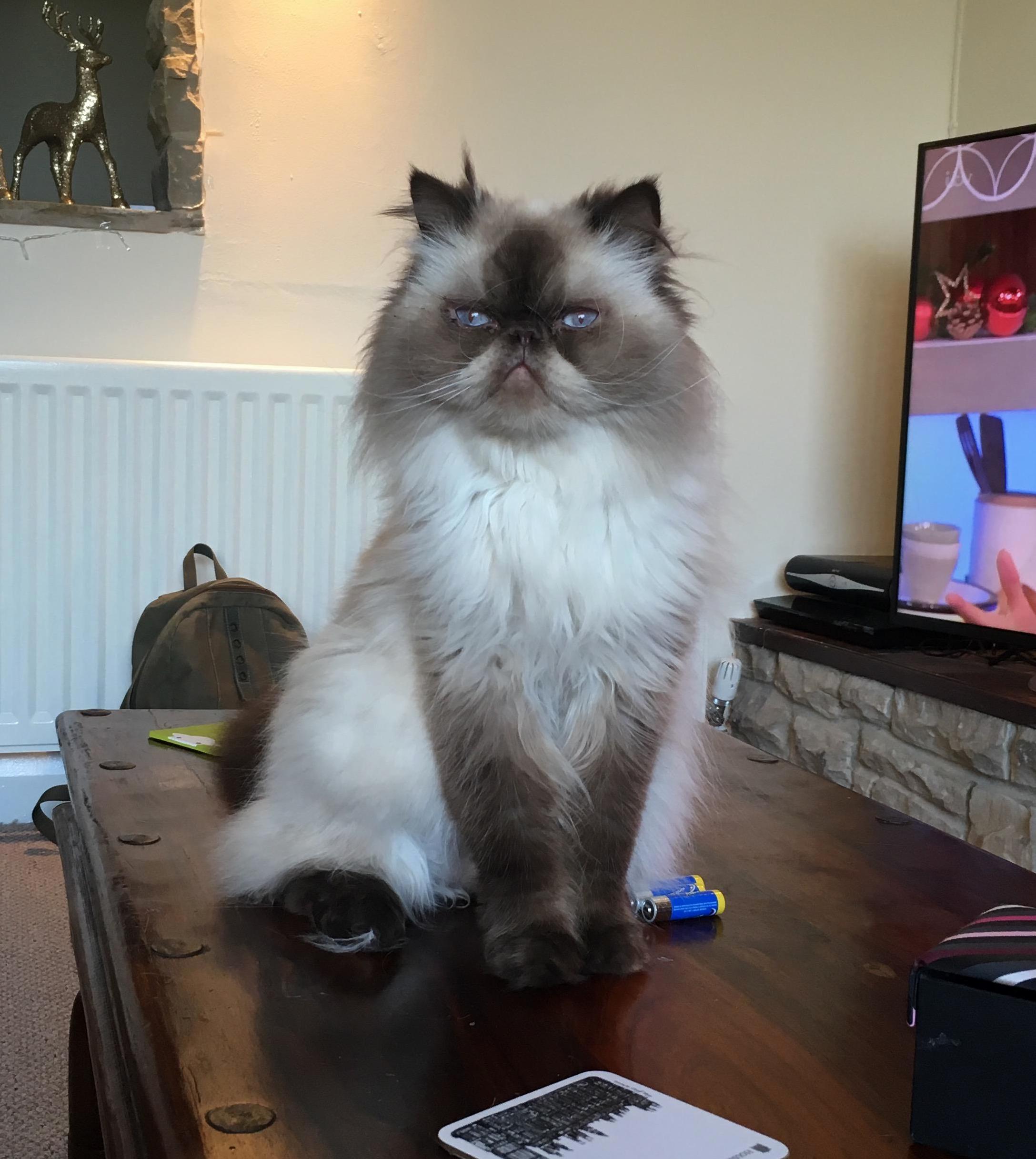 Visited an Old Friend Yesterday Met His Rather Grumpy Floof Xpost Rfloof