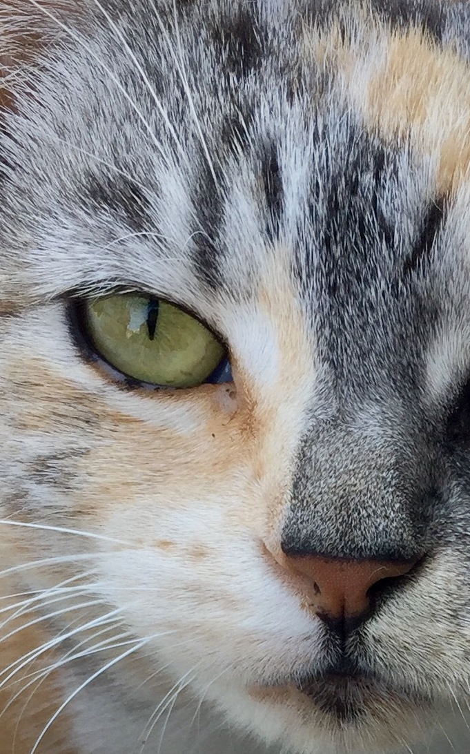 Vlekkie Spotty . Asthmatic Dumb Lazy but Sweet and Majestic As Funk...