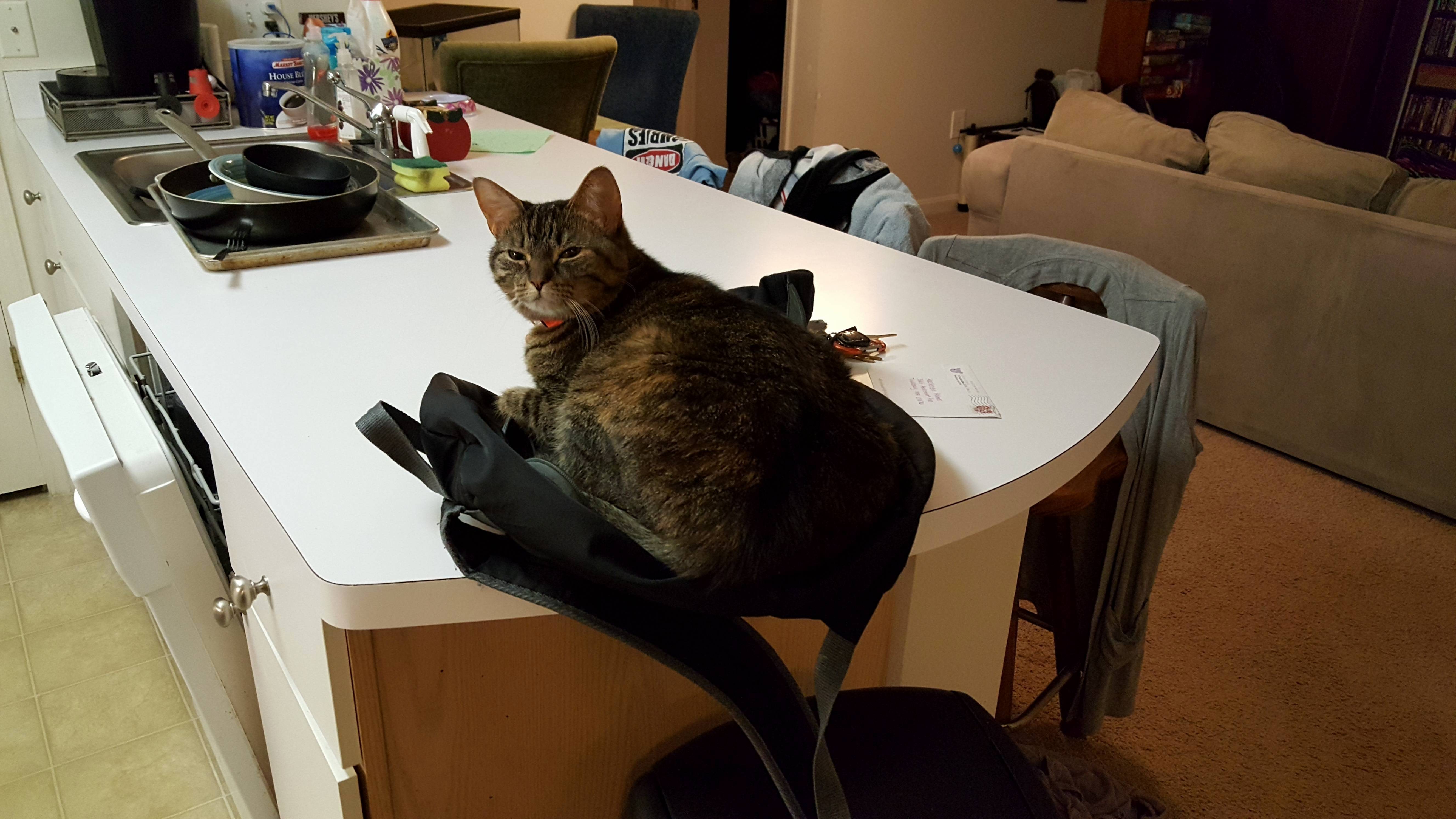 Walk in the House and Shes Sleeping on a Backpack