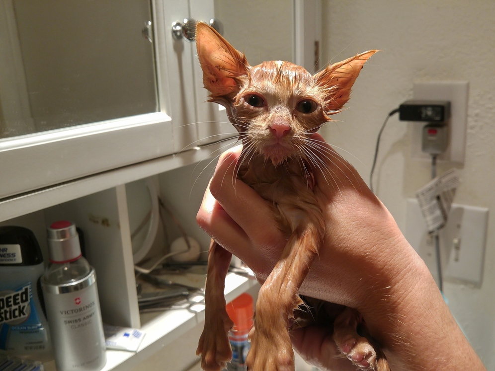 We Found This Little Booger Crying in the Ditch in Front of Our House. First a Visit to the Vet and Then - Bathtime