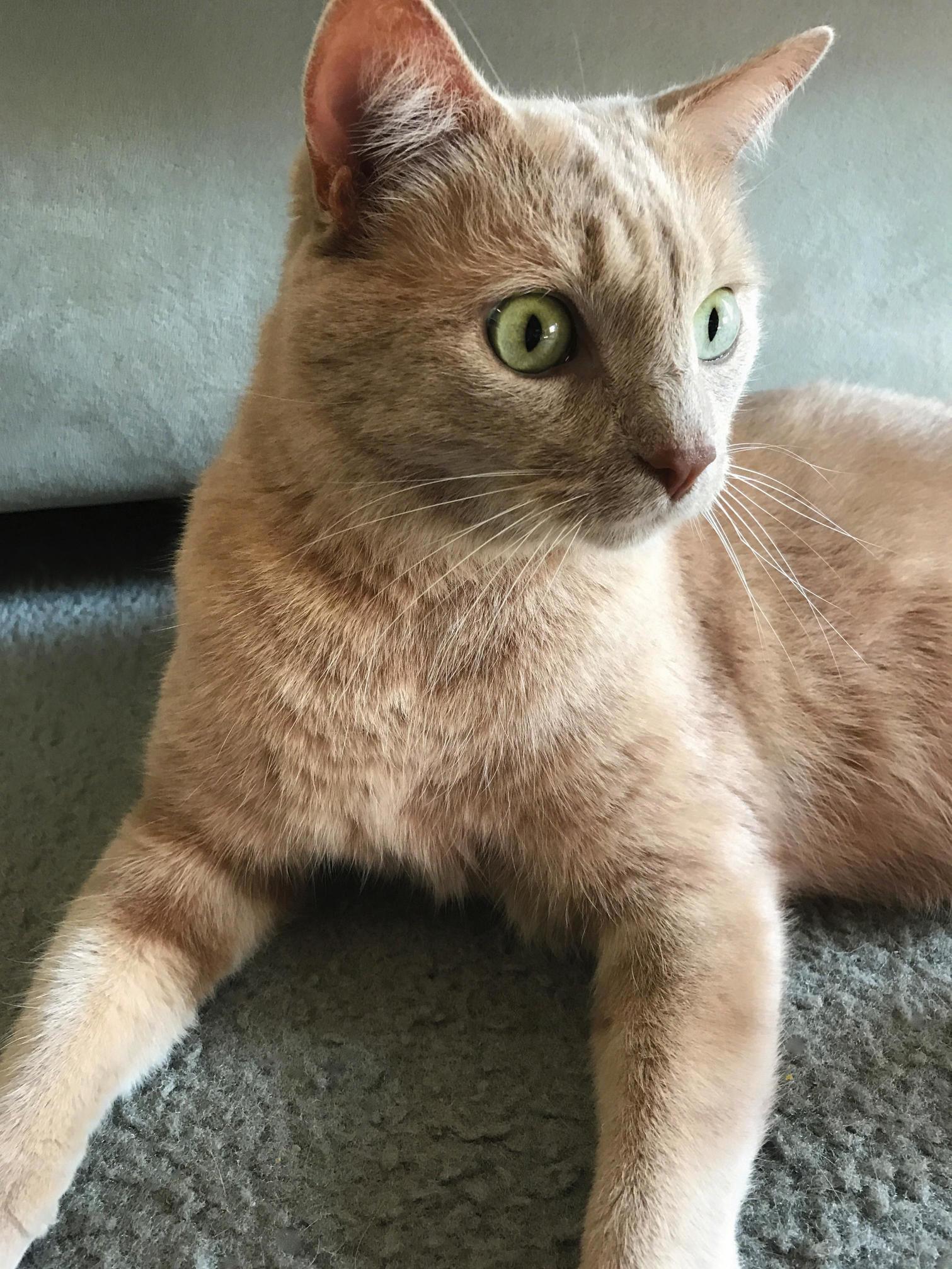We Had to Provide an Image of Our Pets for a Team Christmas Gift Theyre Putting Together at Work. This May Be the Best Picture I Ve Ever Taken of Him.