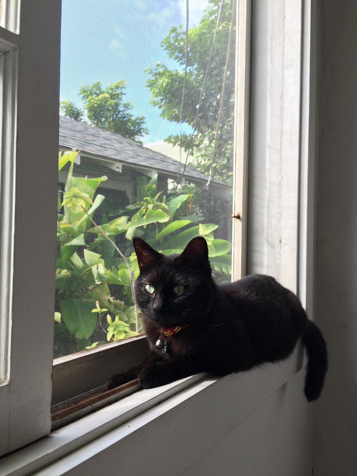 We Had to Say Goodbye to Our Beloved Fuzz Tonight. He Was a Wonderful Kitty Who Battled Lymphoma for Much Longer Than Was Expected of Him and Loved Life Until the Very End.