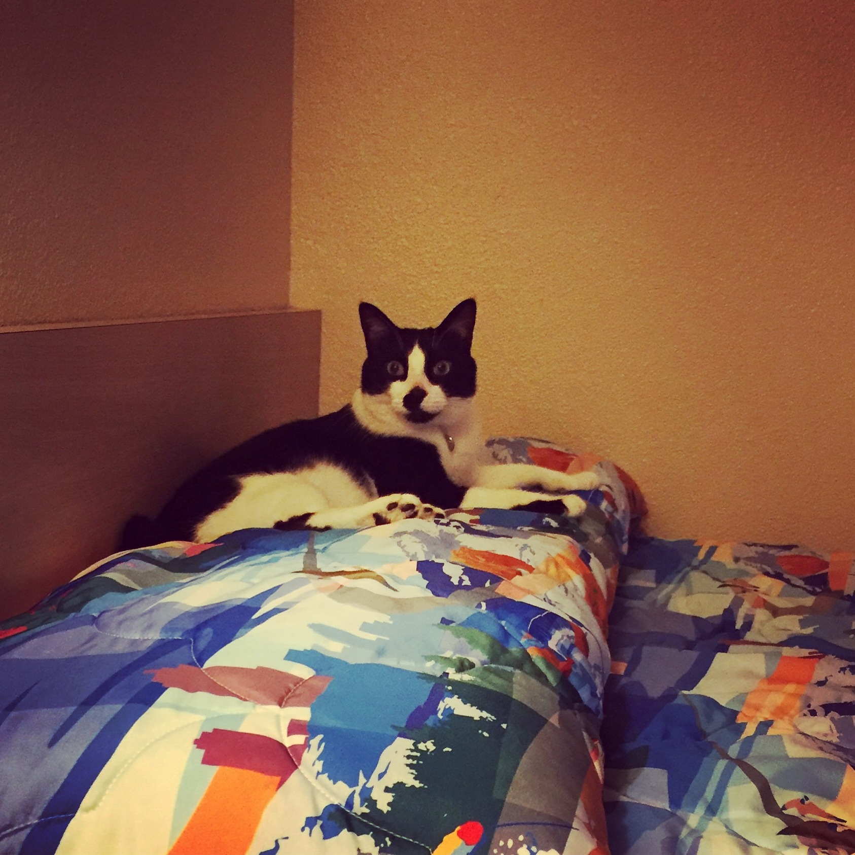 We Rented a Motel Room with Two Beds. Obviously the Cat Got His Own.