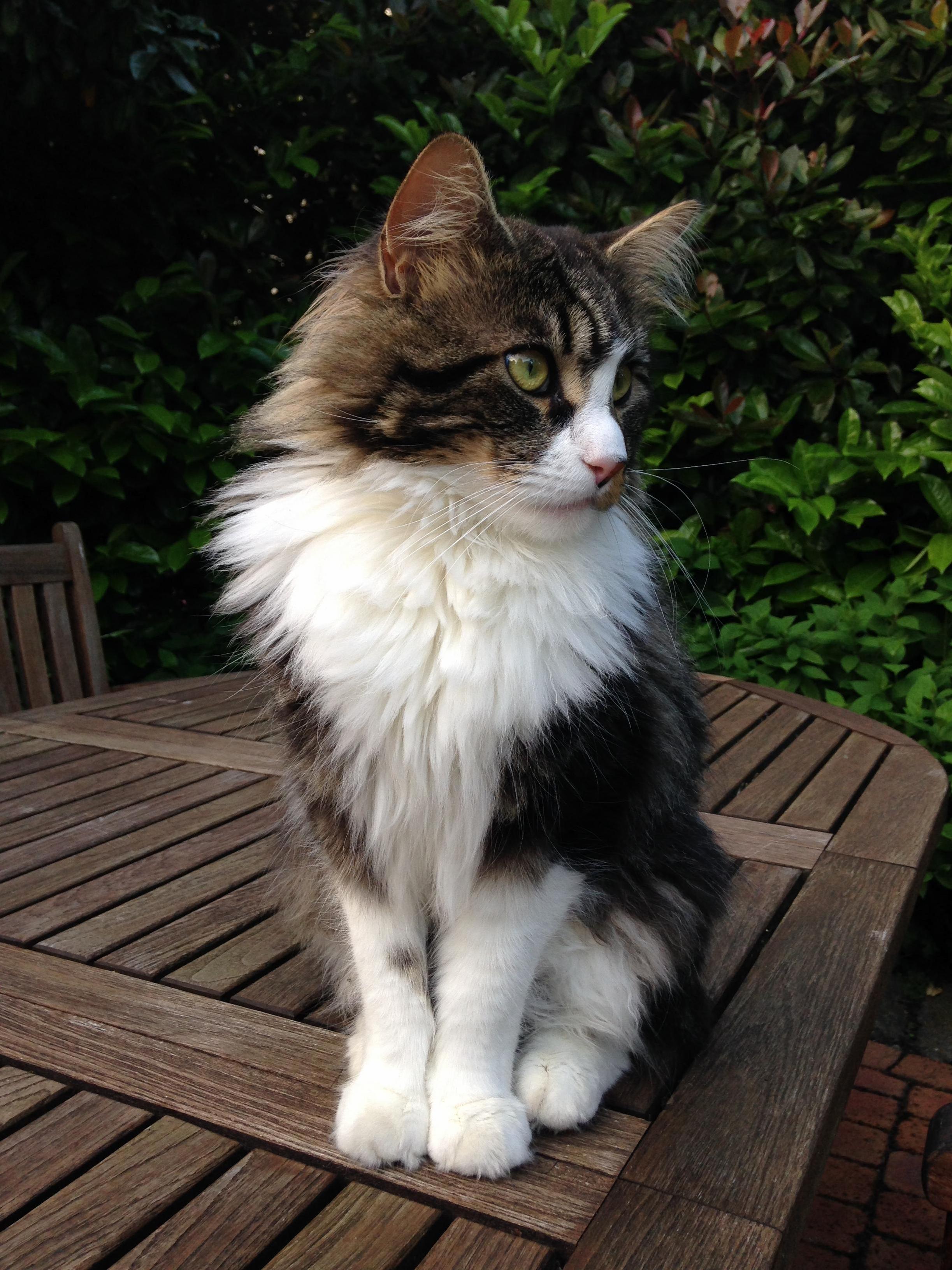 Wellington Is a Handsome Young Chap