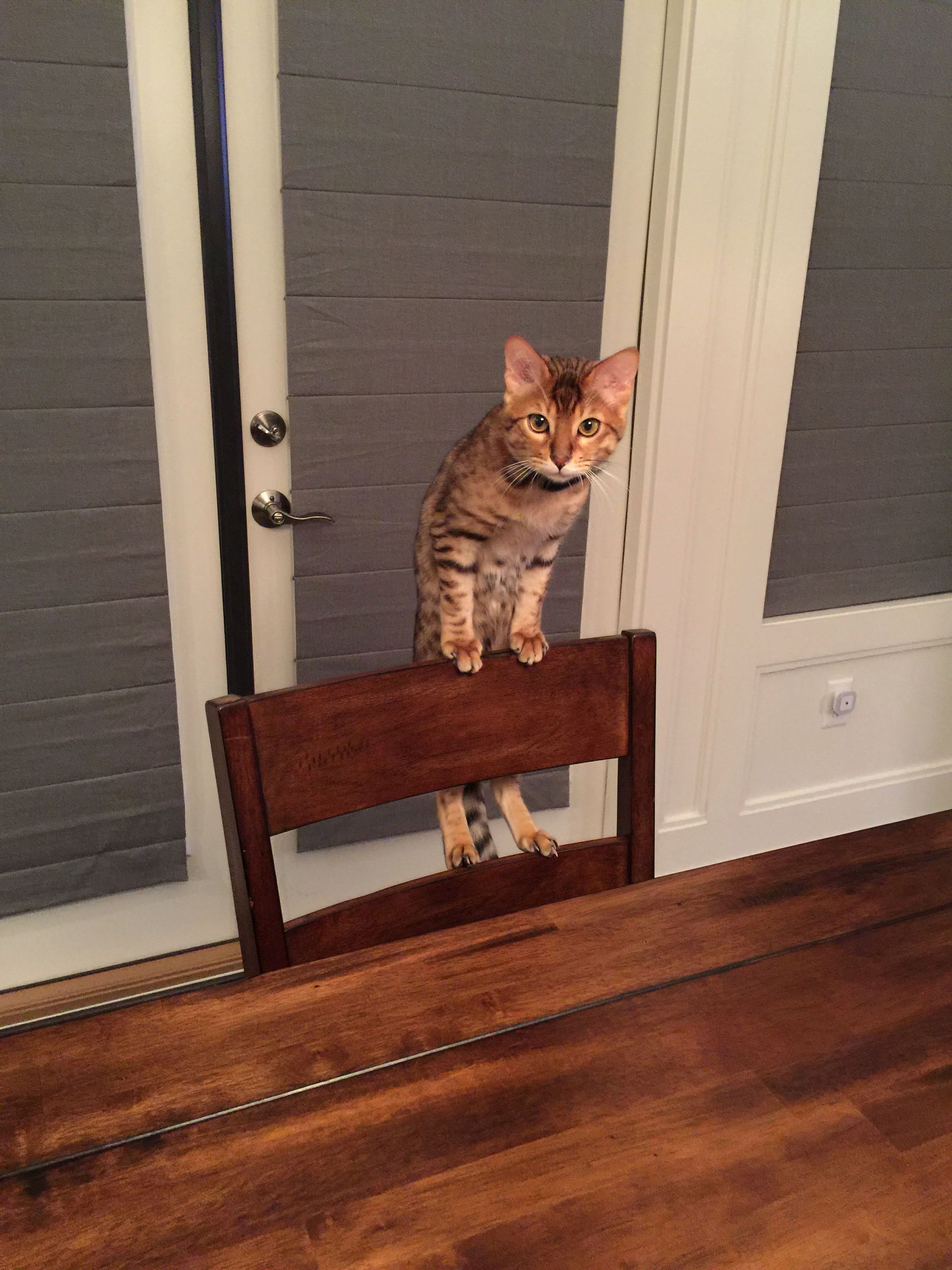 What As You Can See Im Not on the Table Sooooo
