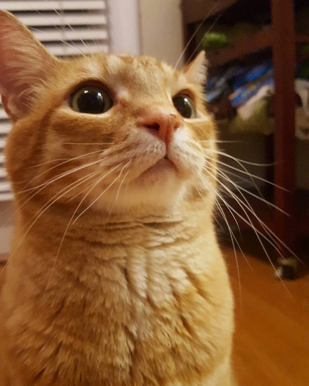 What Do You Mean You Gave the Leftovers to the Dog