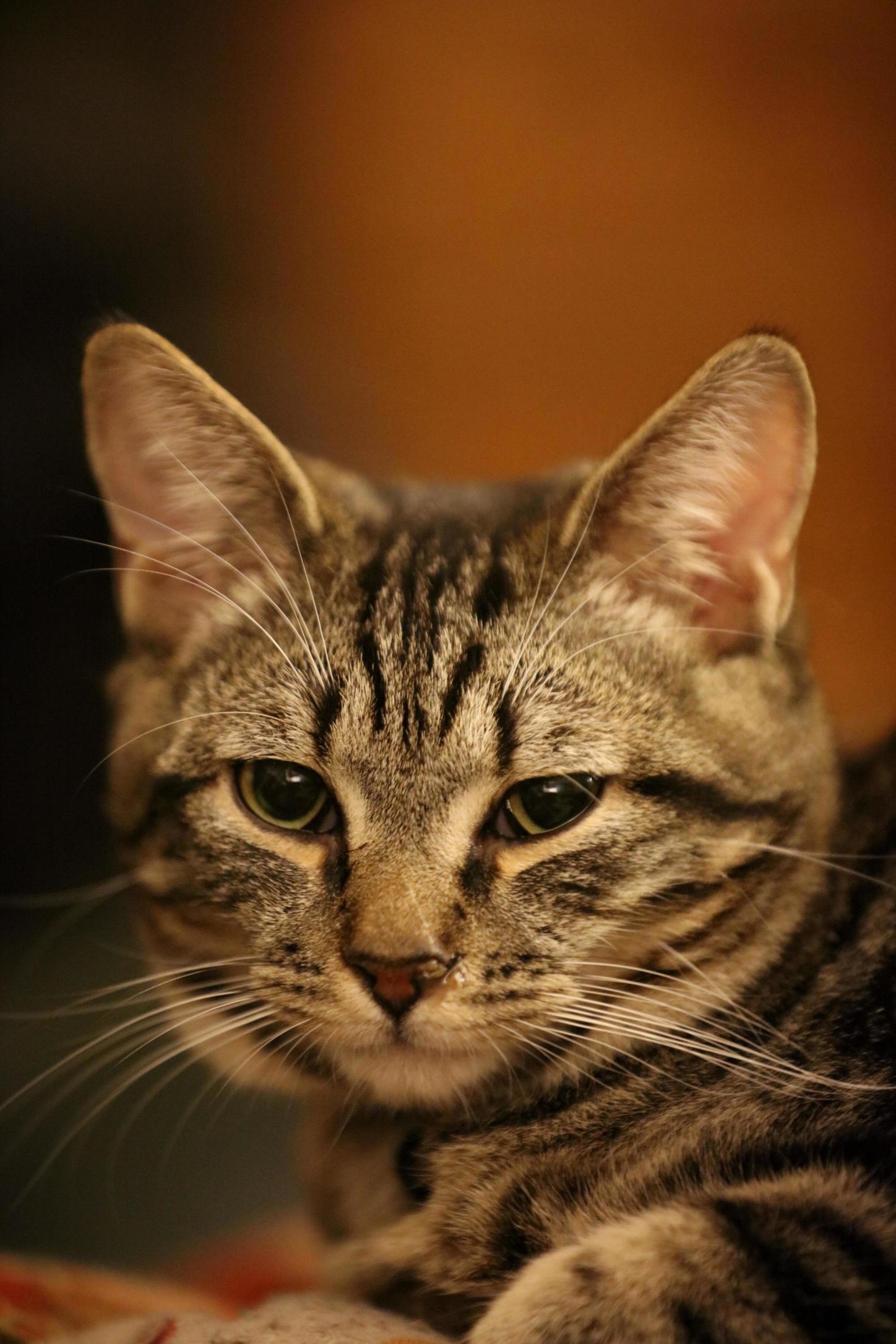 What Else Would One Test Out a New 50mp Camera on