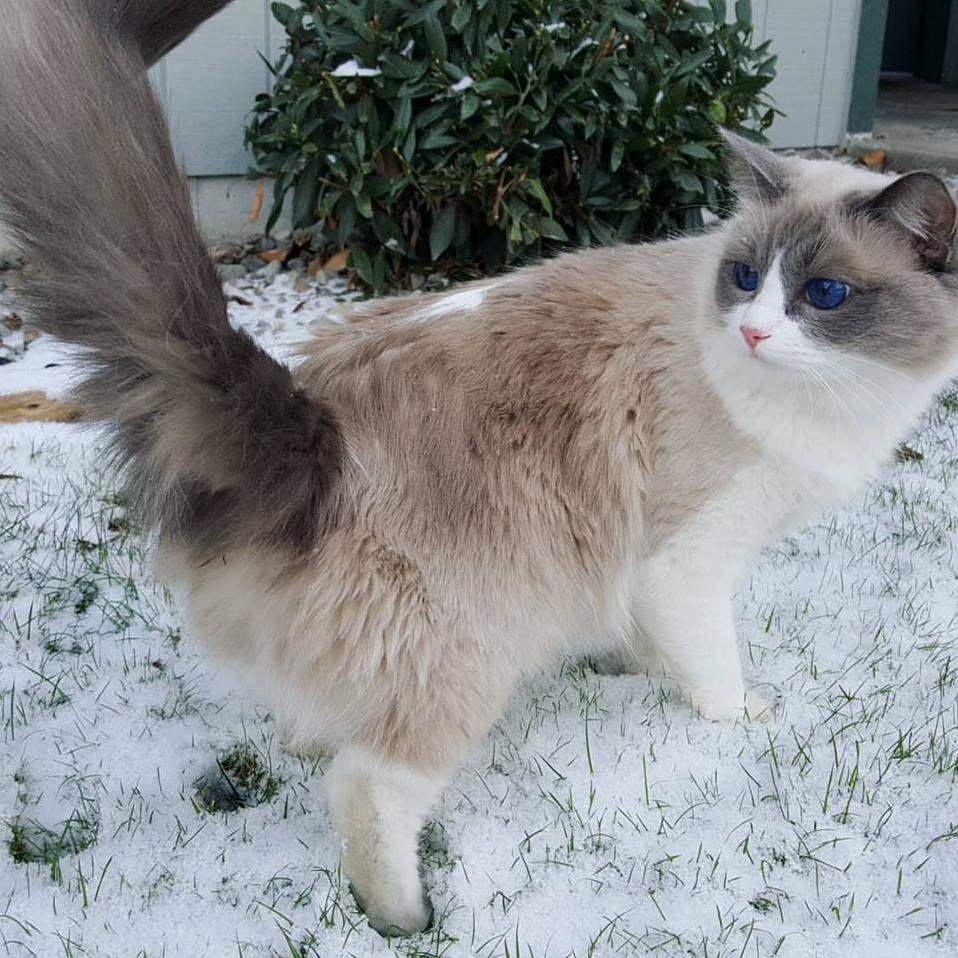 What Is This Crap - Ivy the Ragdoll