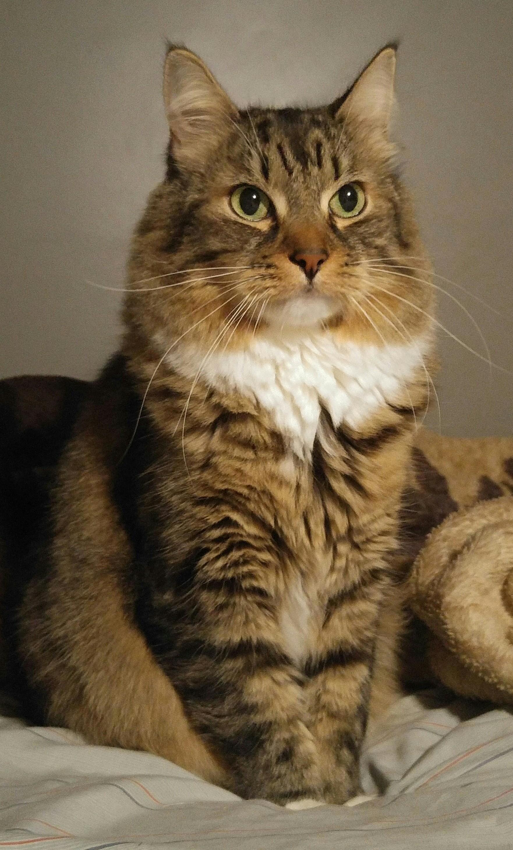 What Kind of Cat Do I Have