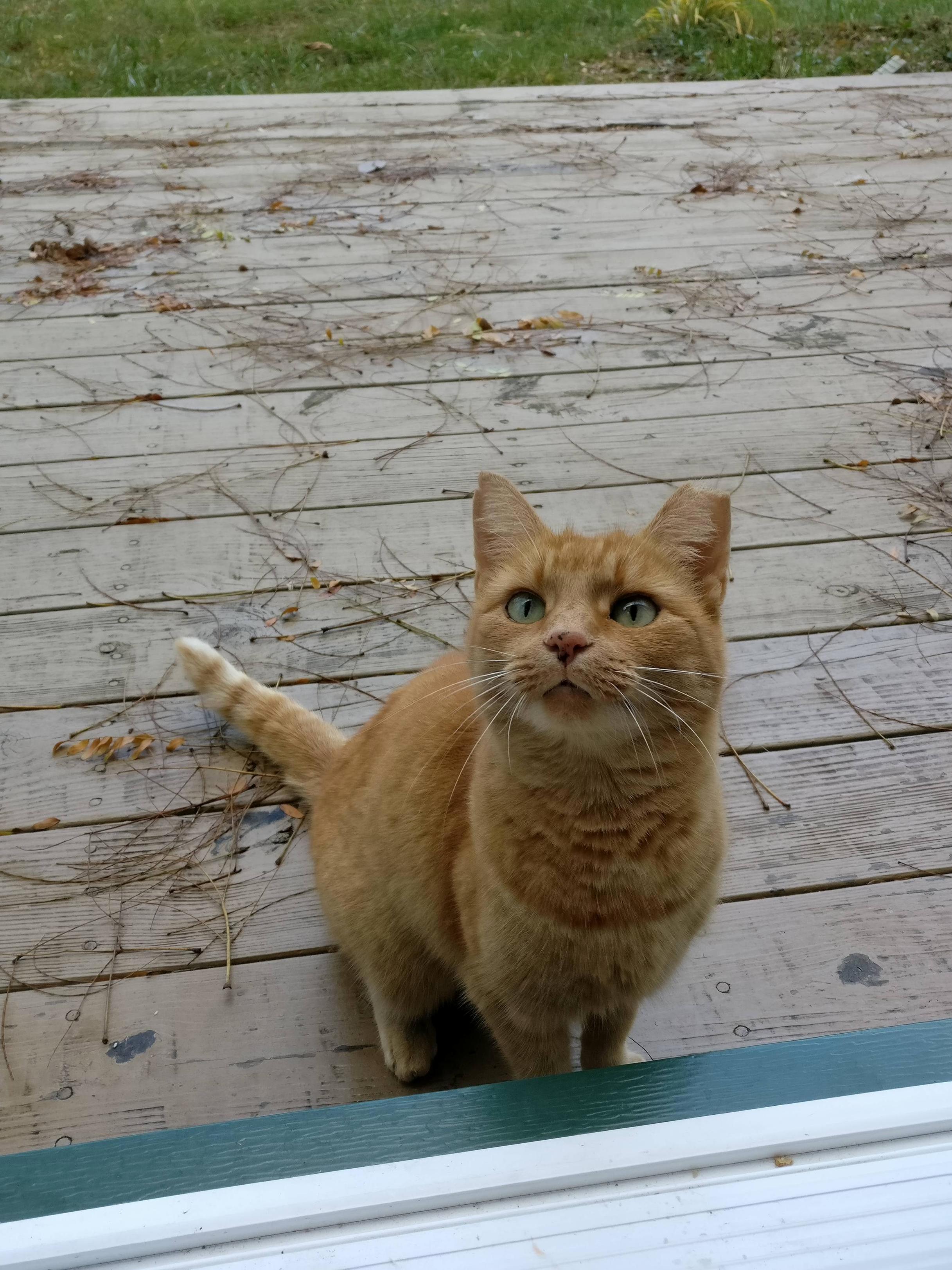 What Should I Do with This Stray Cat