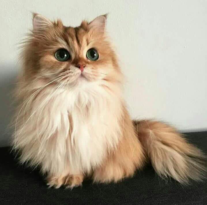 What Type of Cat Is This