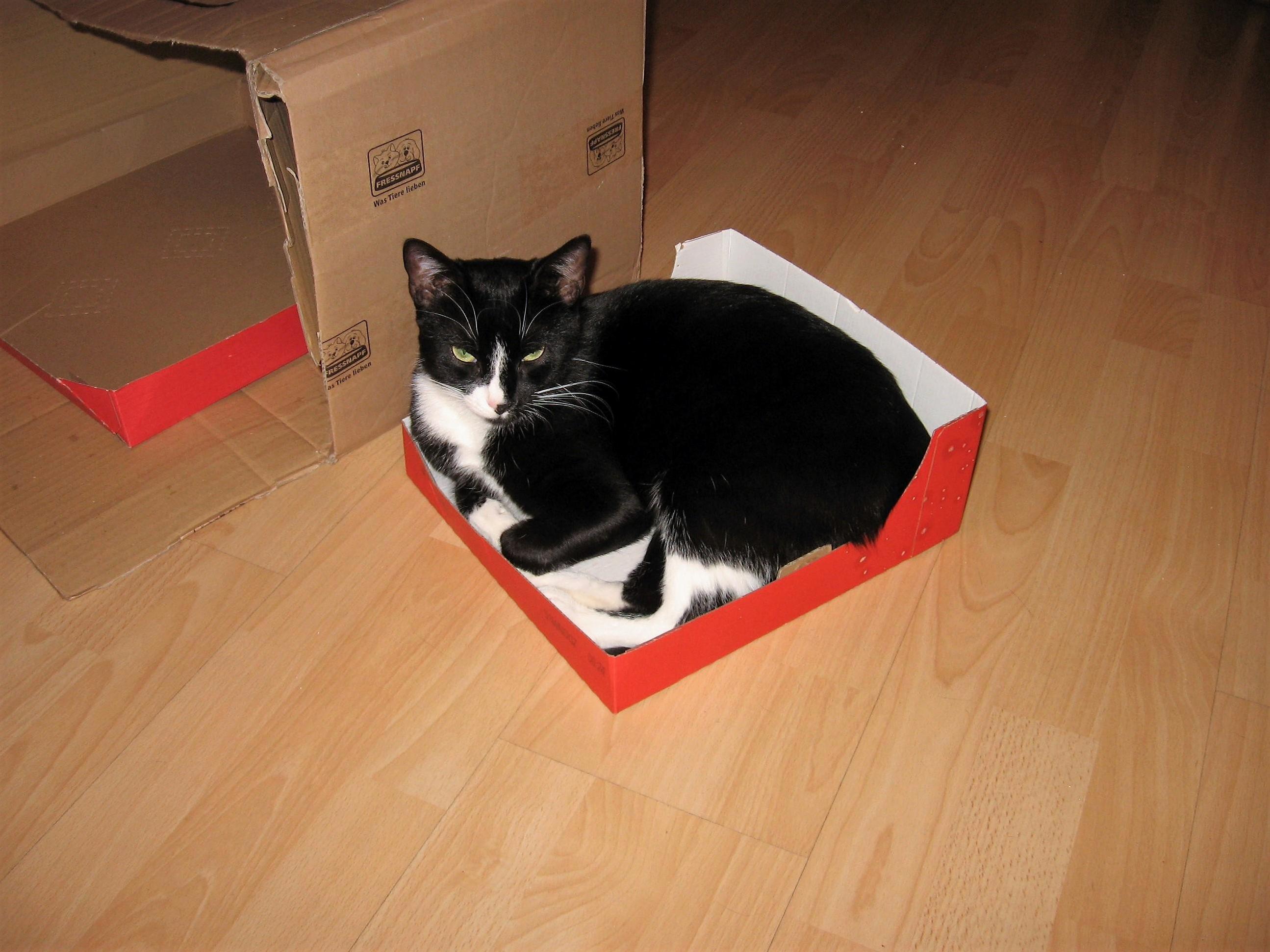 When Given the Choice Between a Big Box and a Small Box