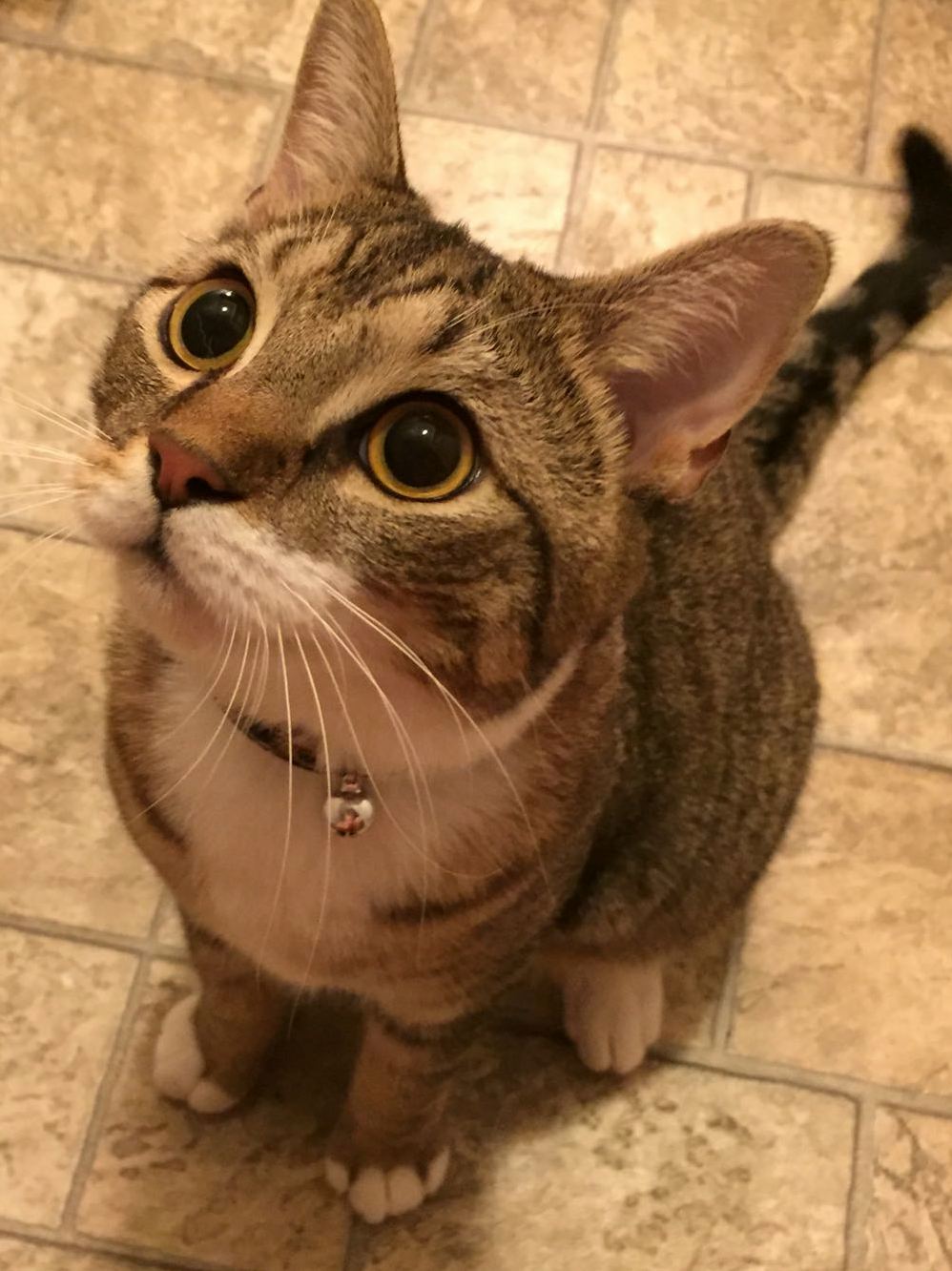 When He Thinks Its Time for a Treat.