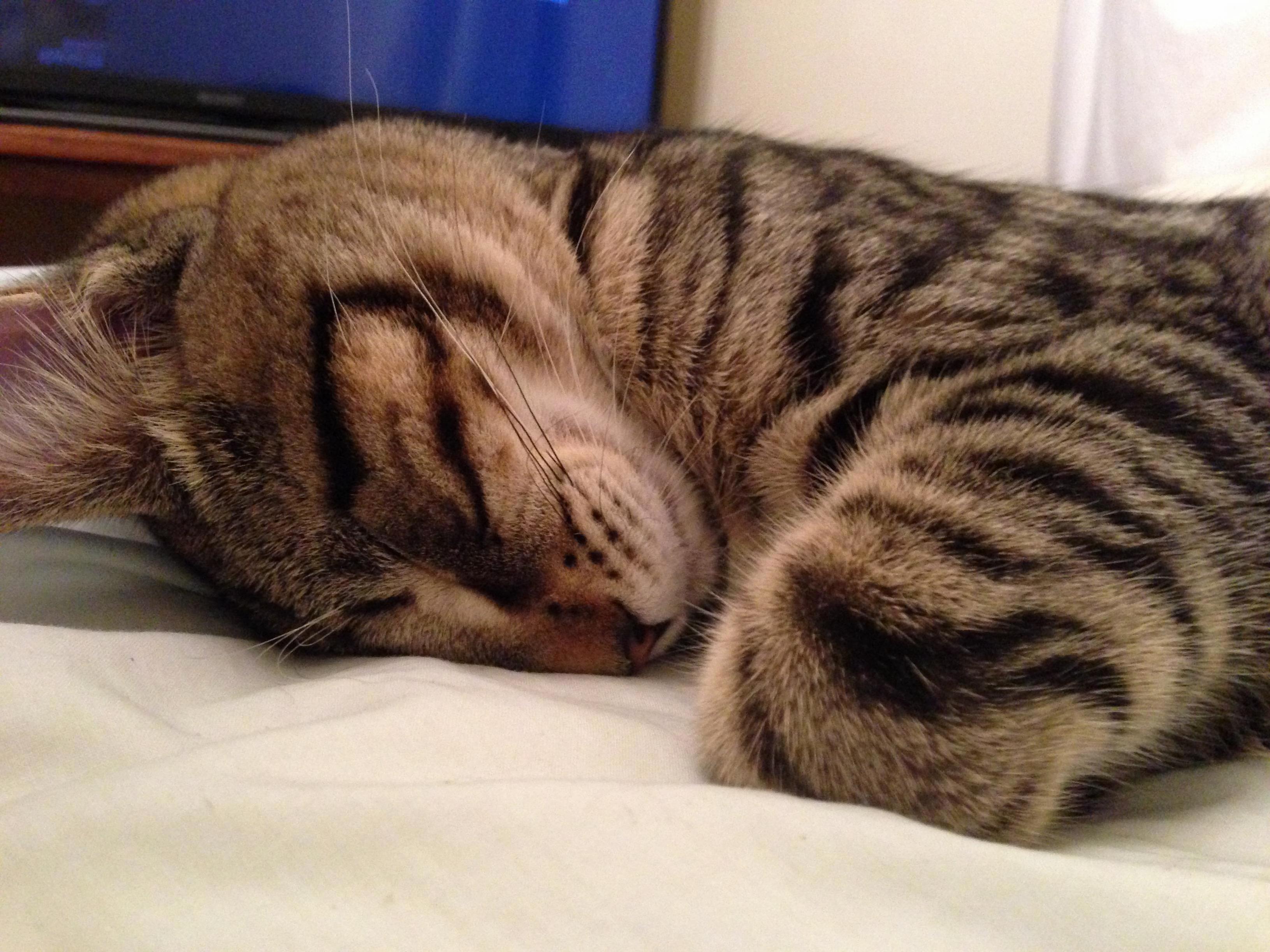 When My Kitty Sleeps His Eyelid Lines Up with His Side Mascara . What a Dandy .