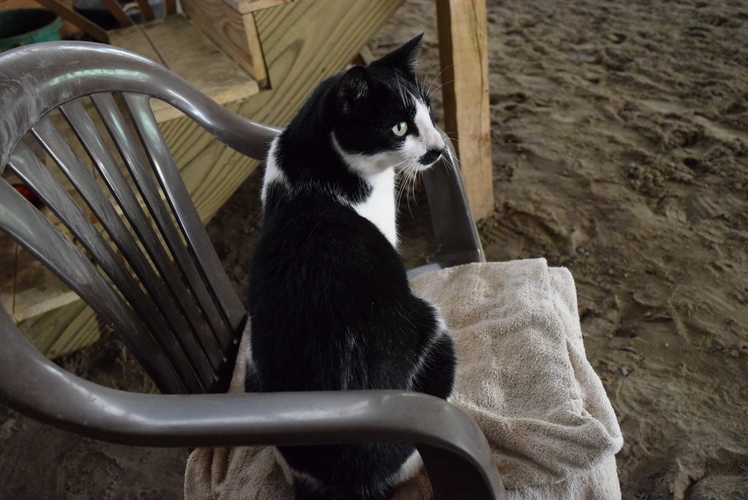 When Not Hard at Work Keeping the Mice at Bay Cleo the Barn Cat Enjoys Watching the Riding Lessons.