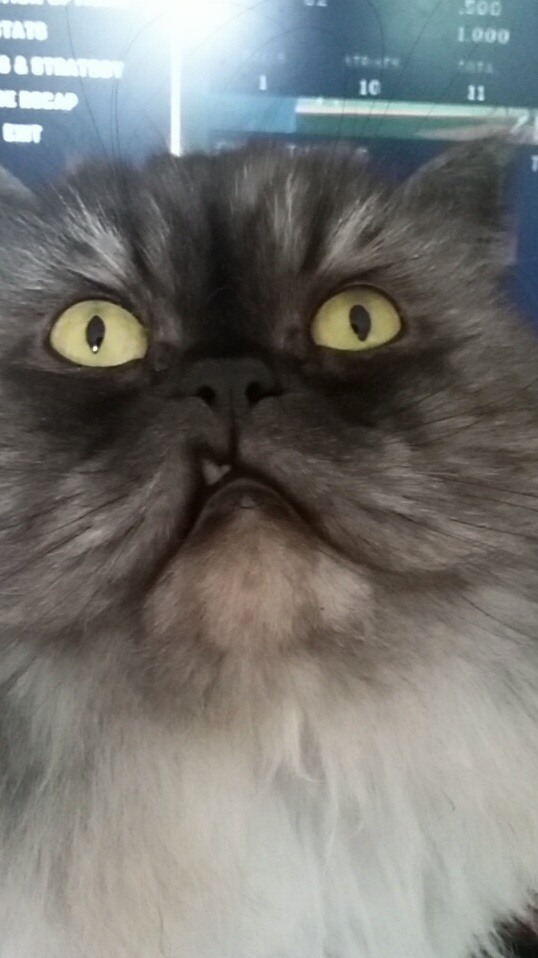 When the Catnip Kicks in