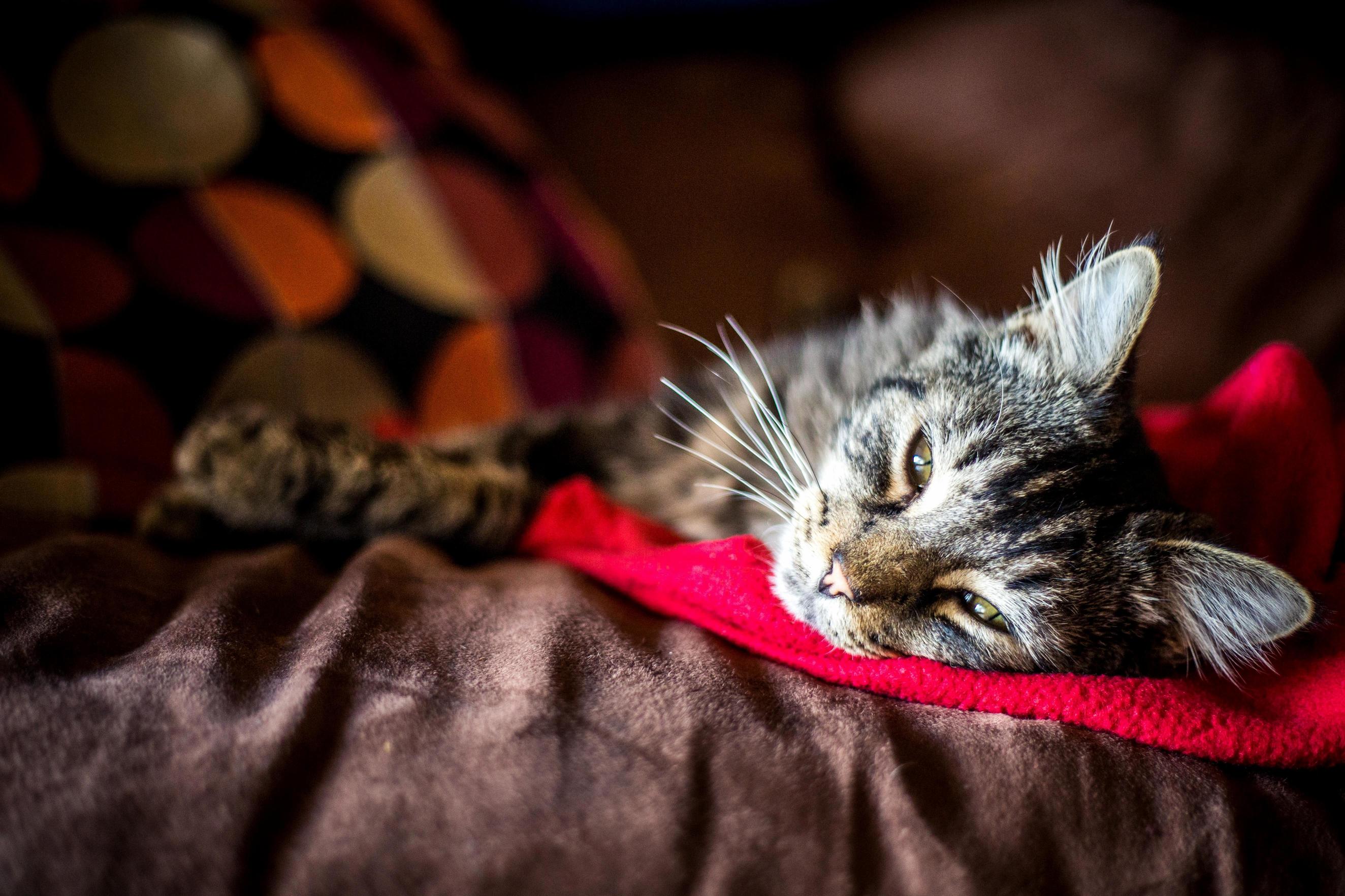 When the Shelter Took This Cat in They Had to Remove 10 Ticks from Him... I Just Adopted Him Last Week. Meet the Most Loving and Sweetest Cat Mookie