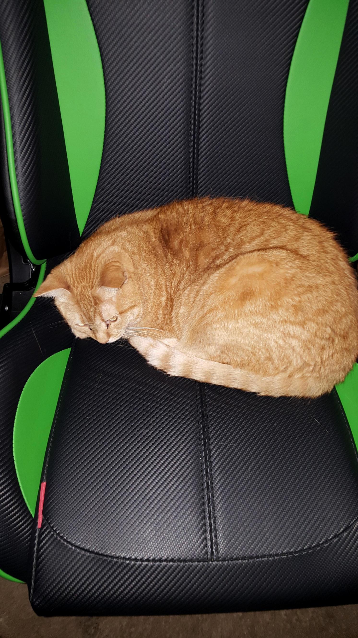When You Call Seat Back but Gamer Cat Doesnt Care About Your Human Rules.